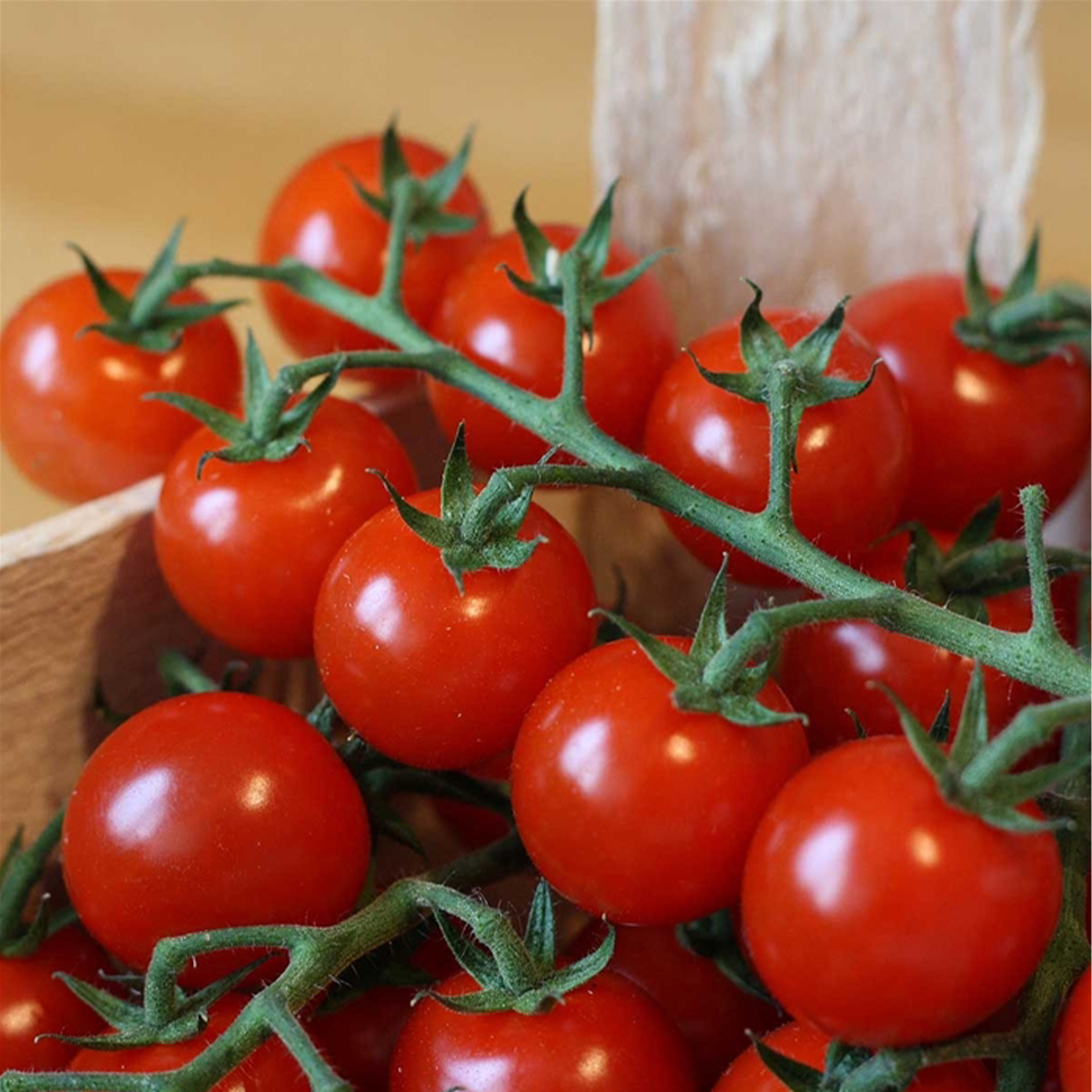 Cocktailtomate 'Manolo® Red', Tomatenpflanze 12cm Topf