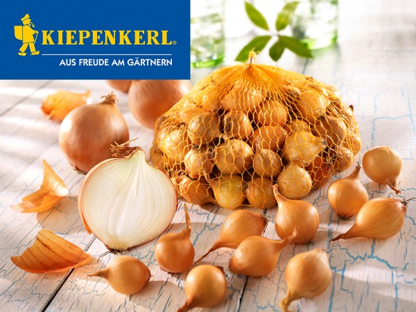 gelbe Steckzwiebel gelbe Steckzwiebel