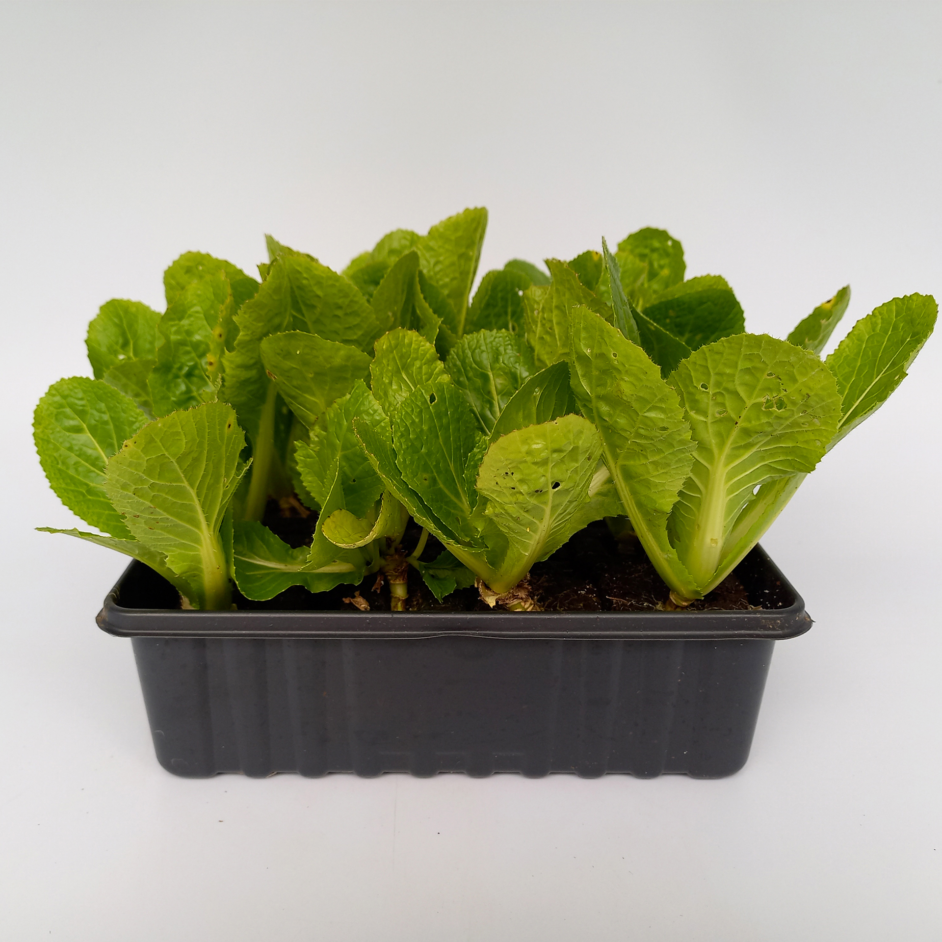Chinakohl Salatpflanzen