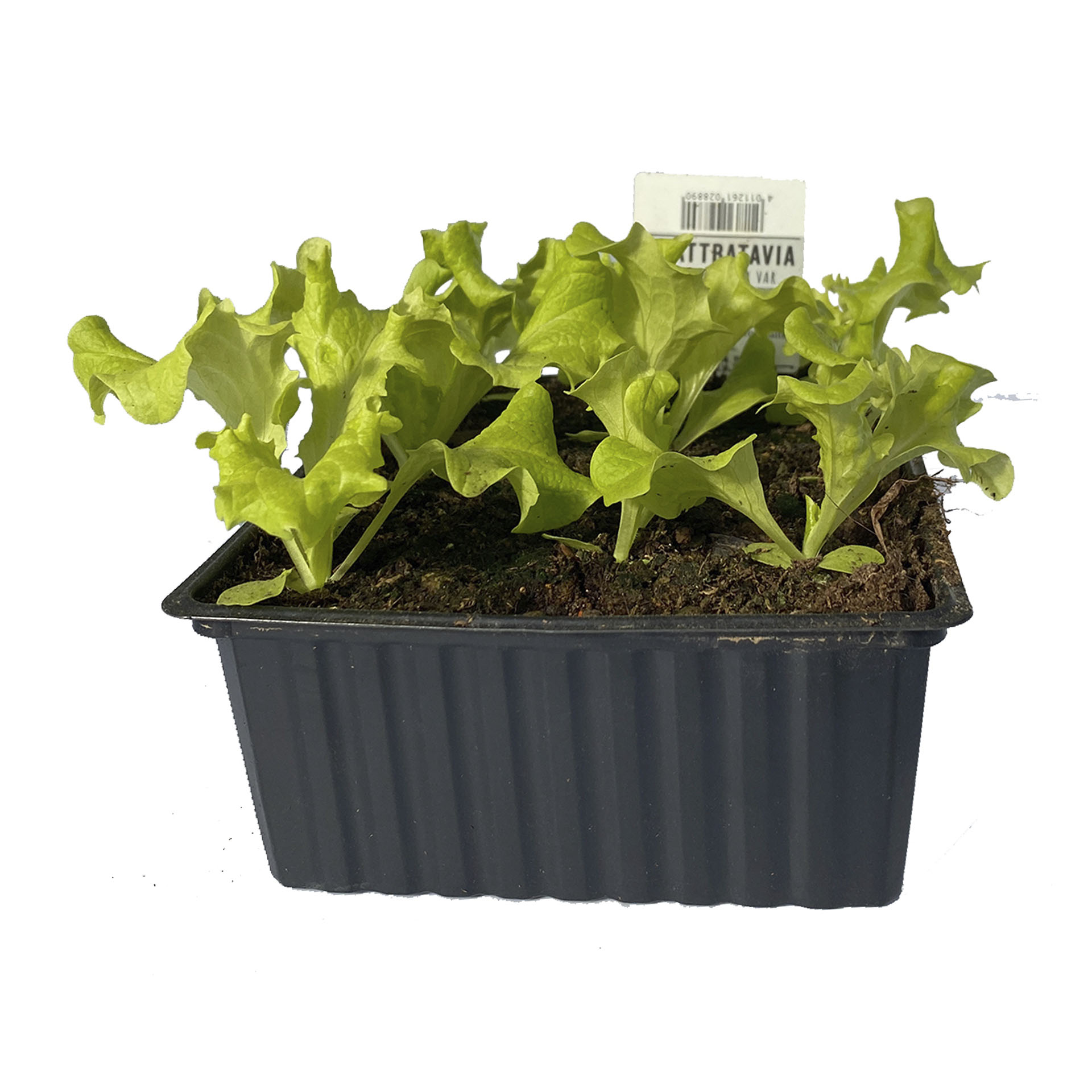 Lollo Bionda Pflücksalat - Salatpflanzen Schale 12er