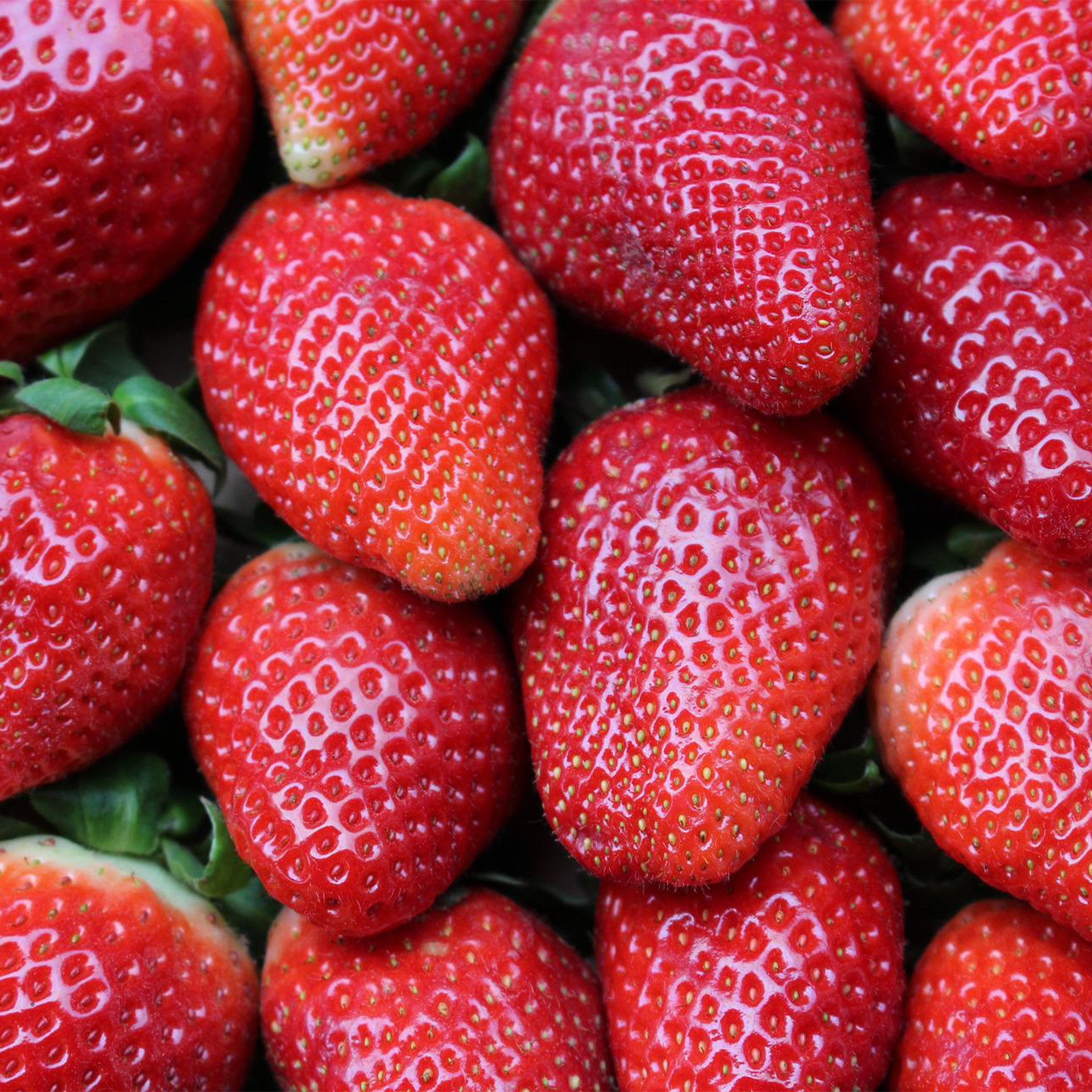 Erdbeere Korona Erdbeerpflanze Erdbeersorte