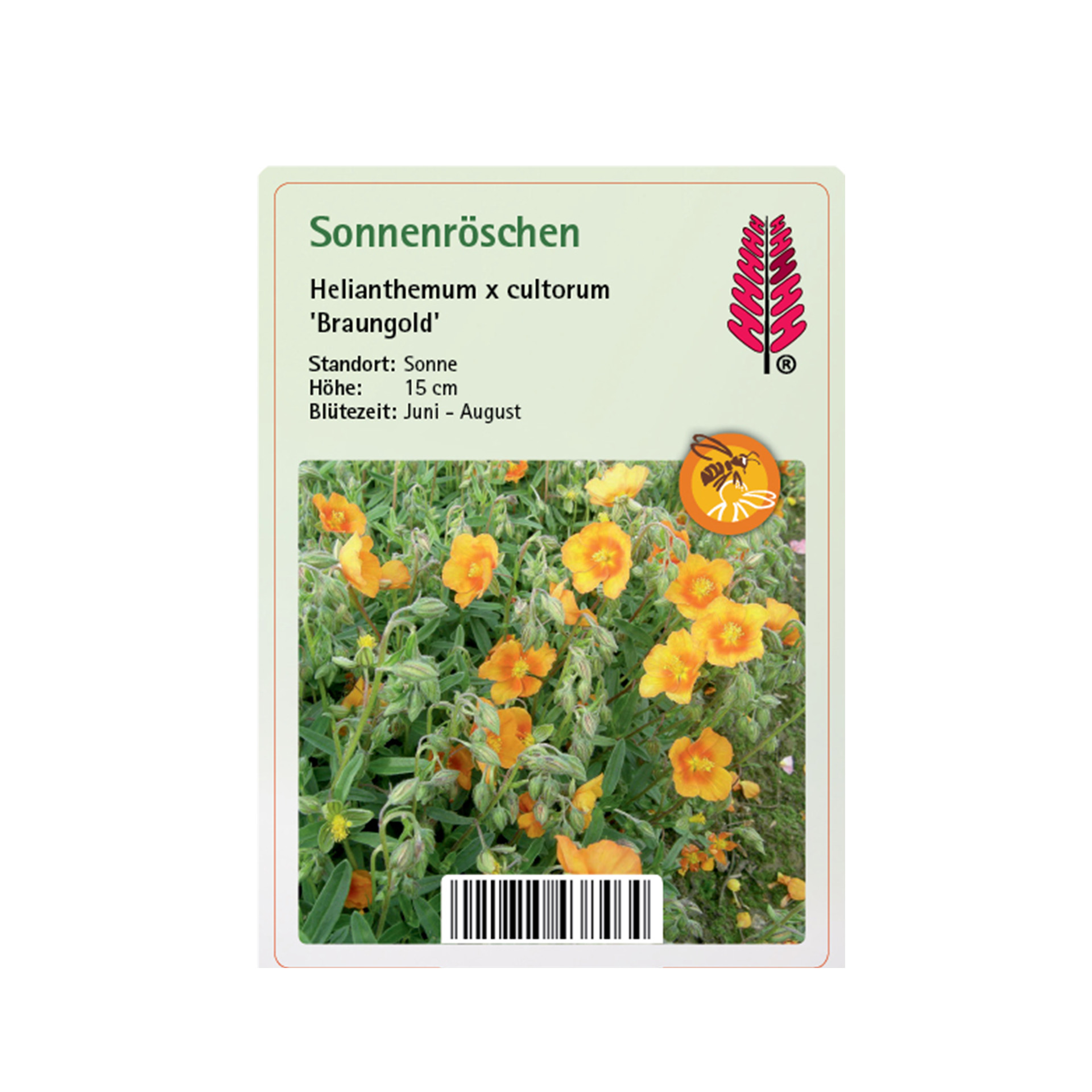 Sonnenröschen - Helianthemum x cult. 'Braungold', 9cm Topf 