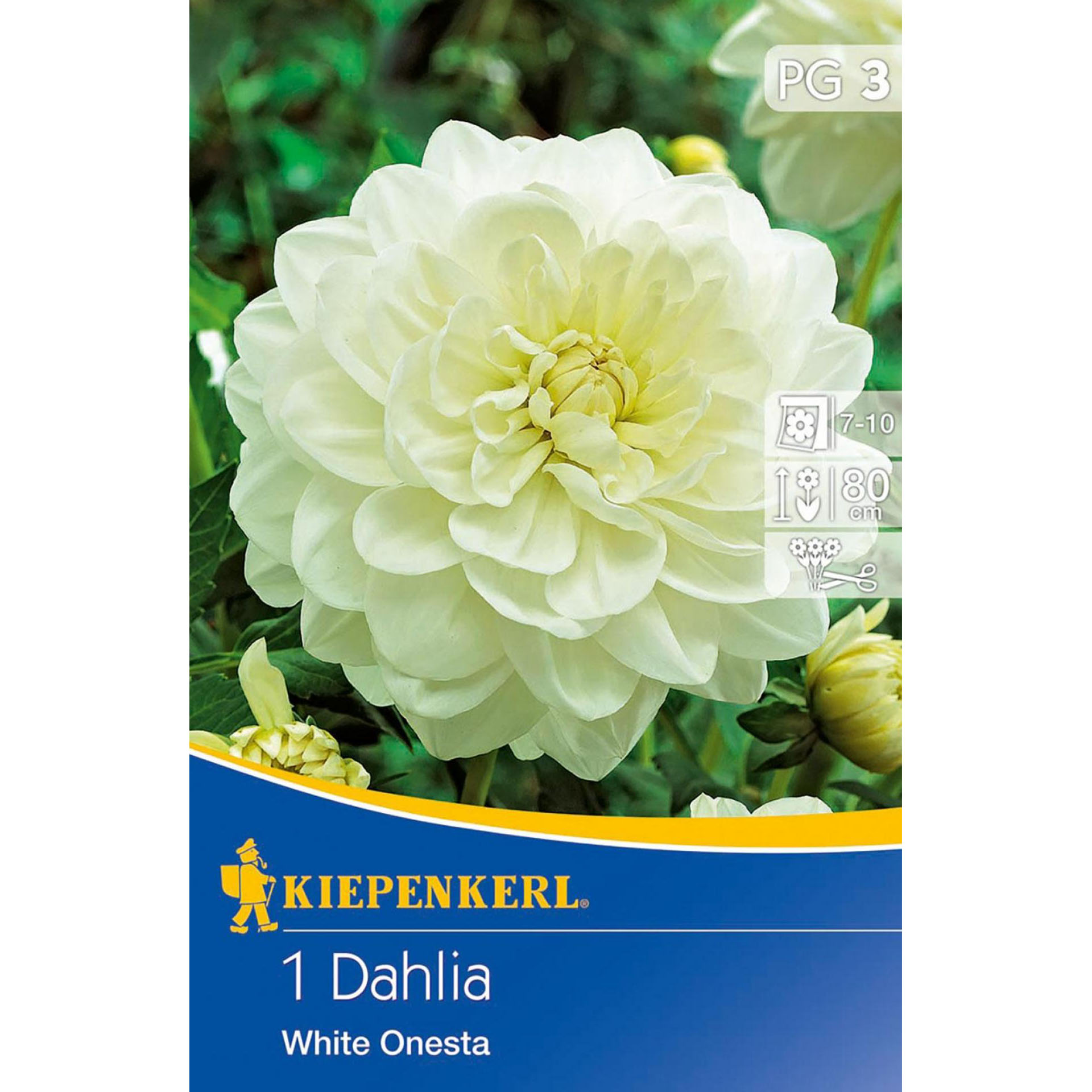 Blumenzwiebeln Seerose-Dahlie Dahlia Kübelbepflanzung Beetpflanze