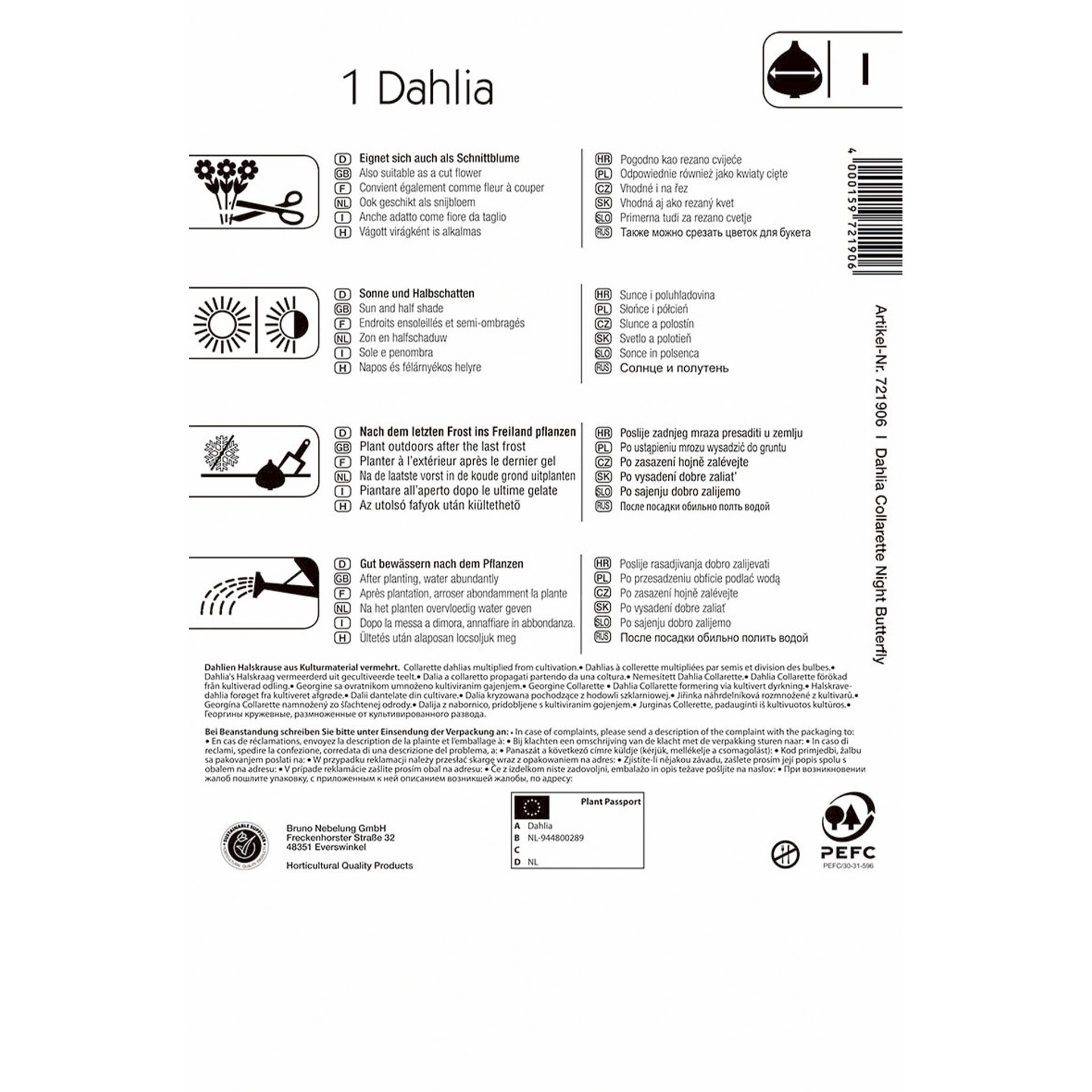 Blumenzwiebeln Halskrausen-Dahlie Dahlia Beetblume, Seite, Text, Werbung, Plakat