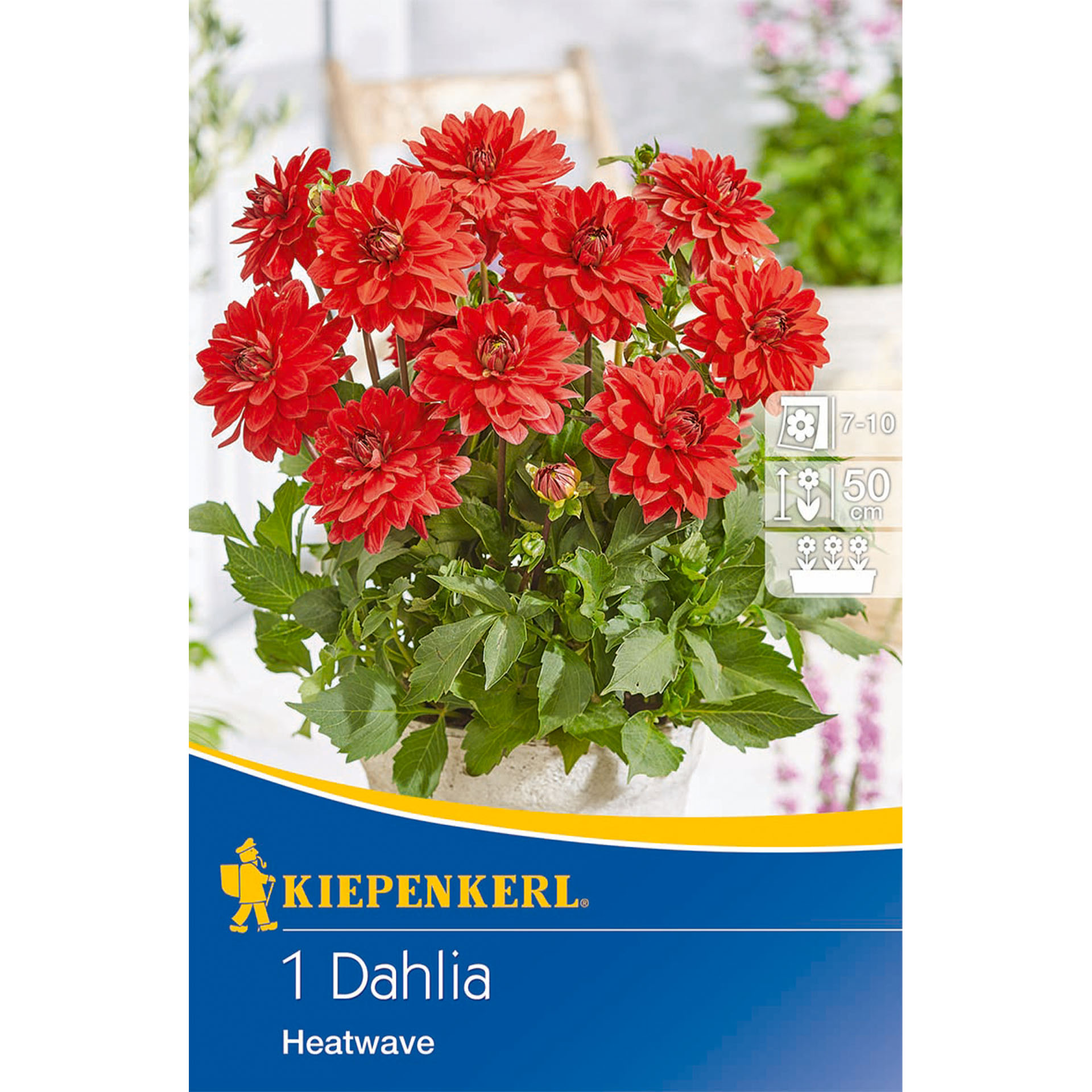 Dahlie, Blume, Pflanze, Kräuterisch, Gänseblümchen