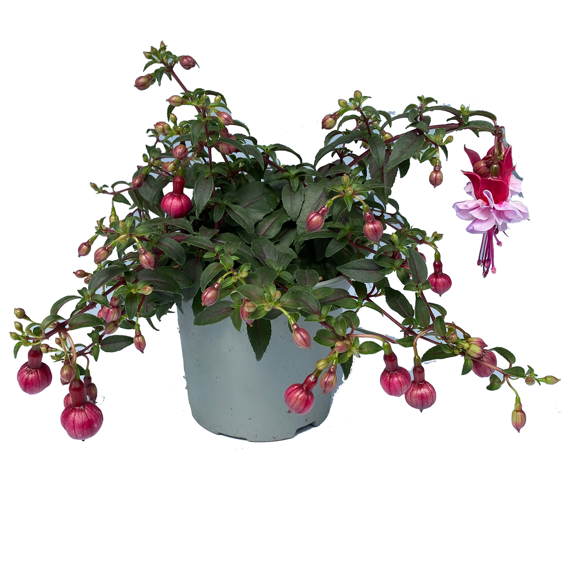 Fuchsie hängend rosa milka gefüllt