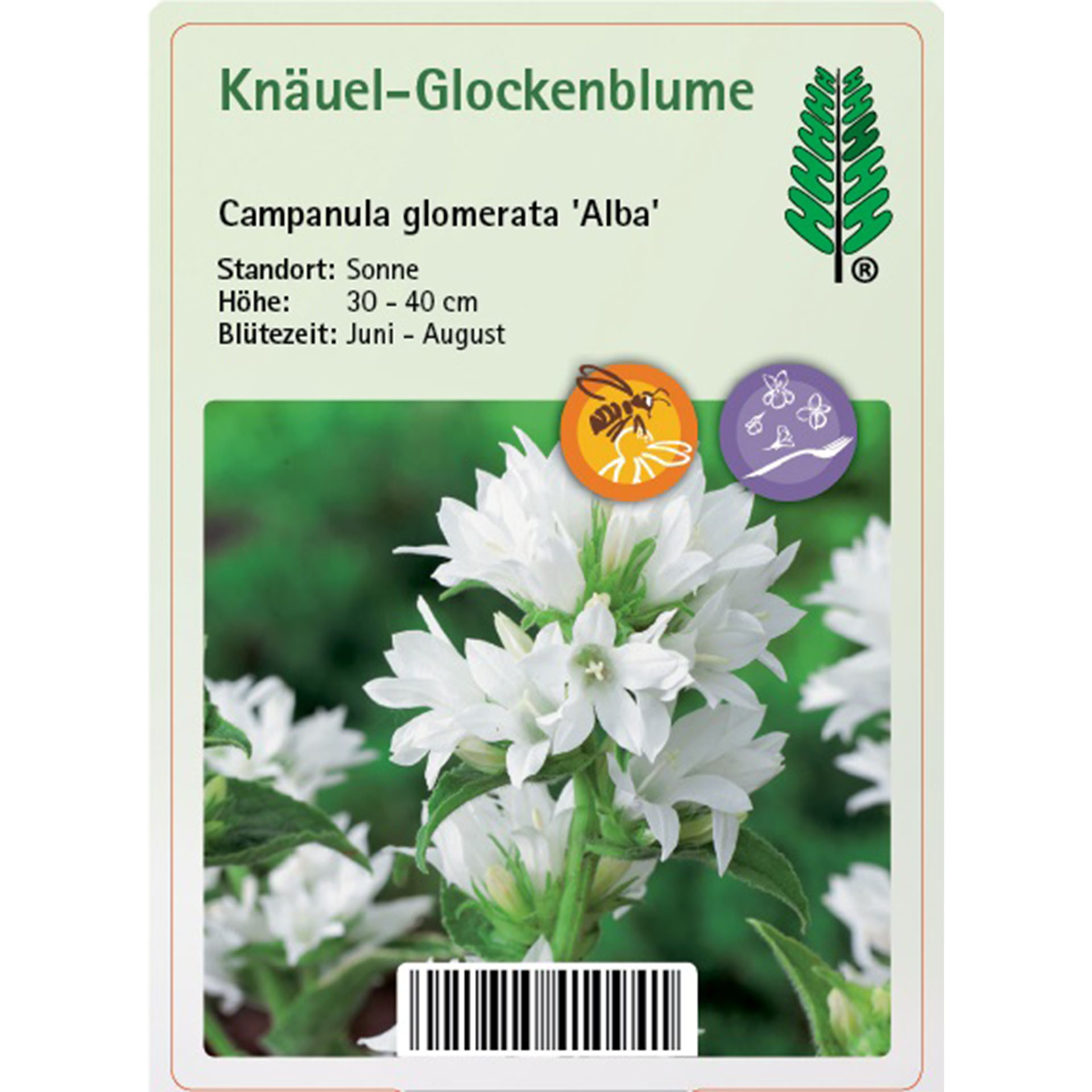 Blume, Pflanze