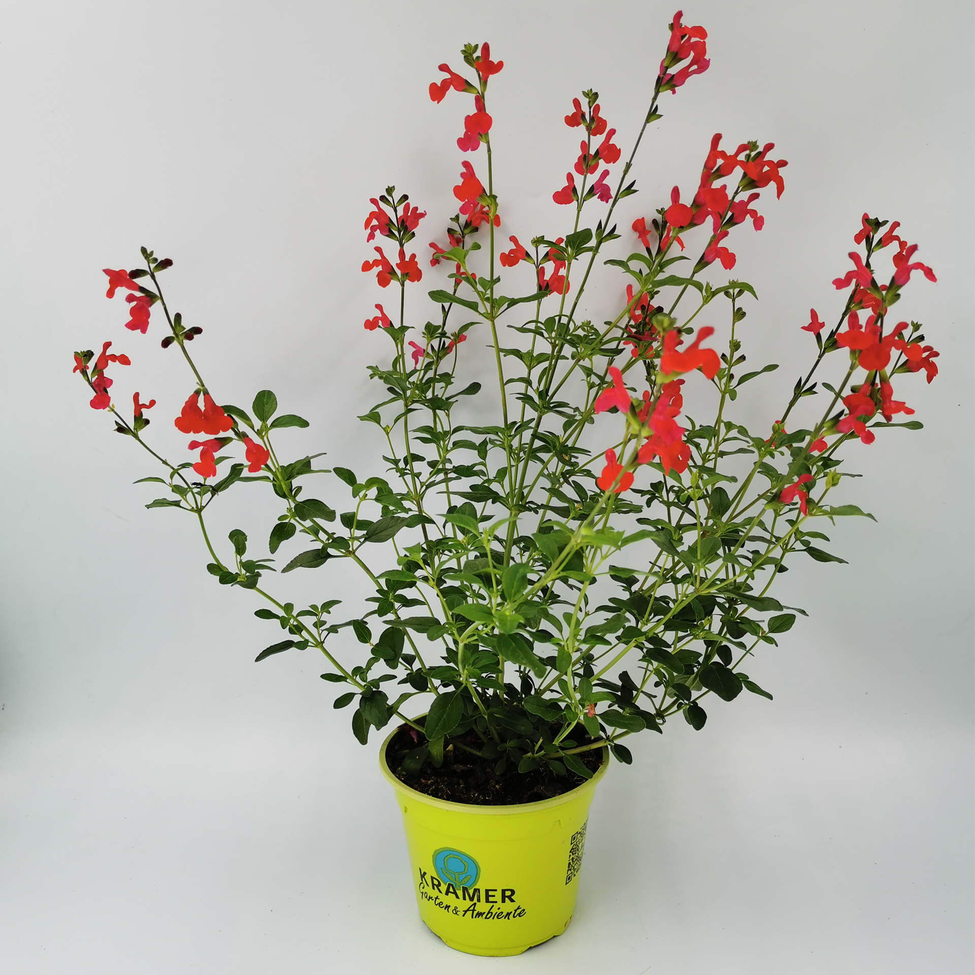 Salbei - Salvia jamensis 'Visional Red', 13cm Topf