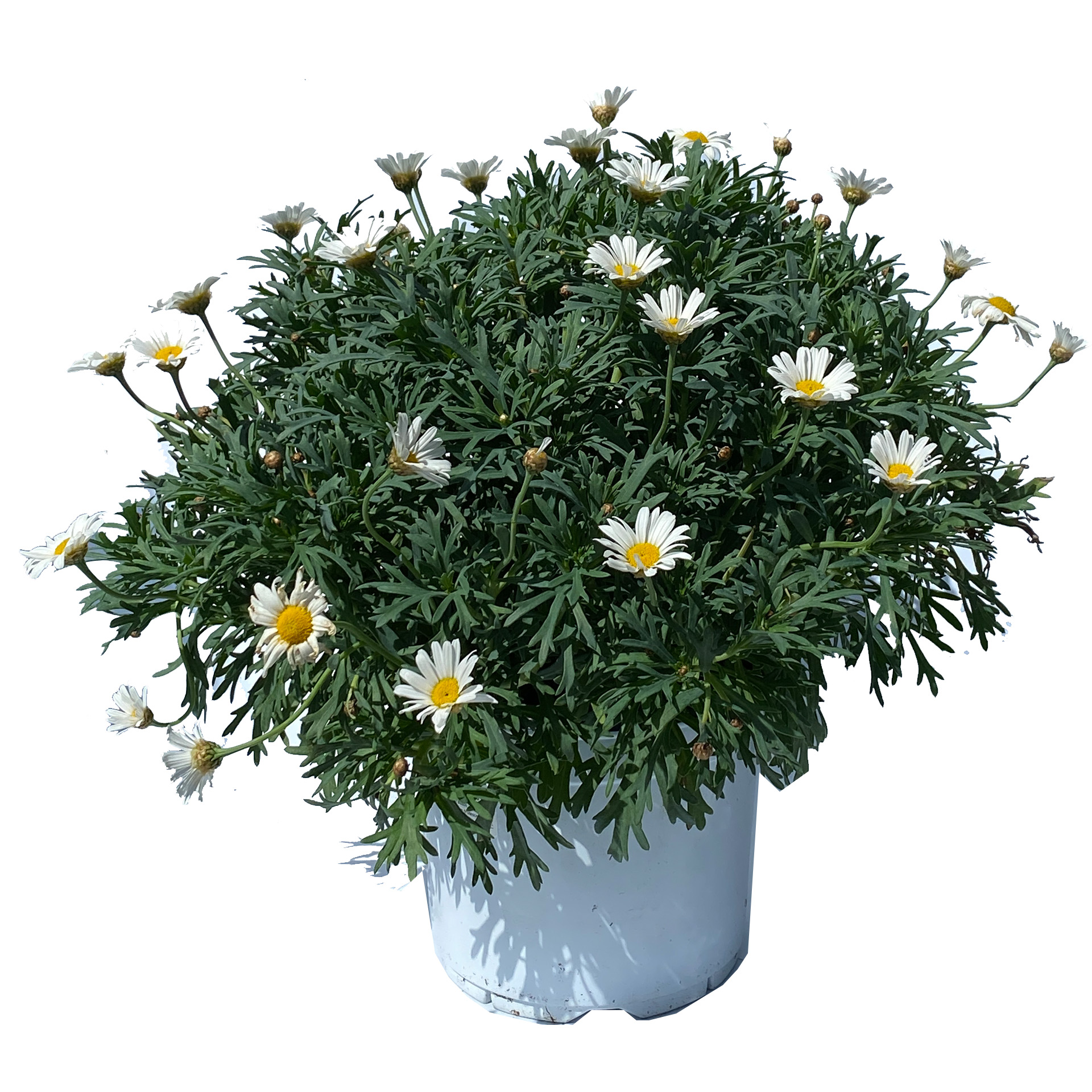 Margeriten Busch - Argyranthemum frutescens weiß, 19cm Topf