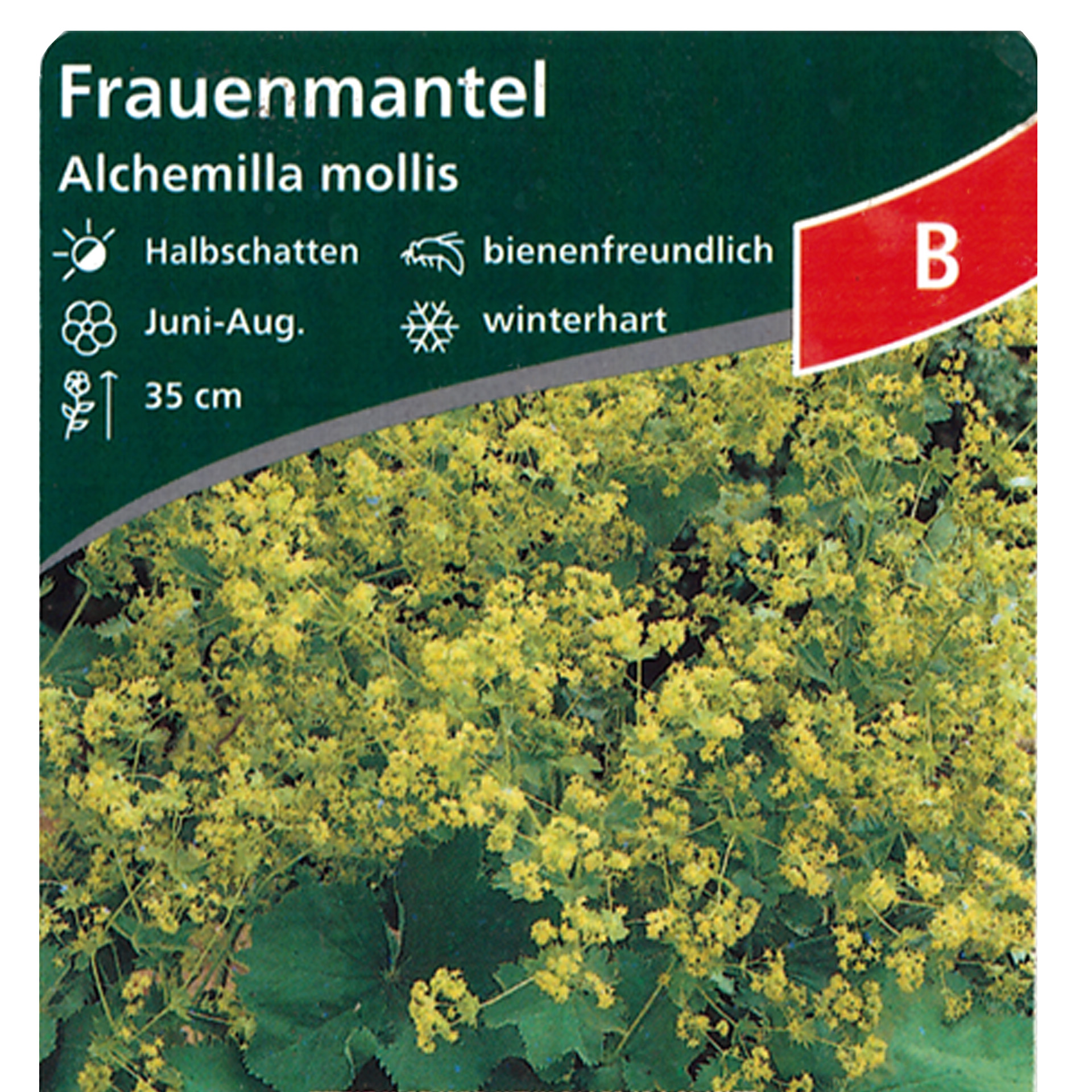 Frauenmantel - Alchemilla mollis, 9cm Topf