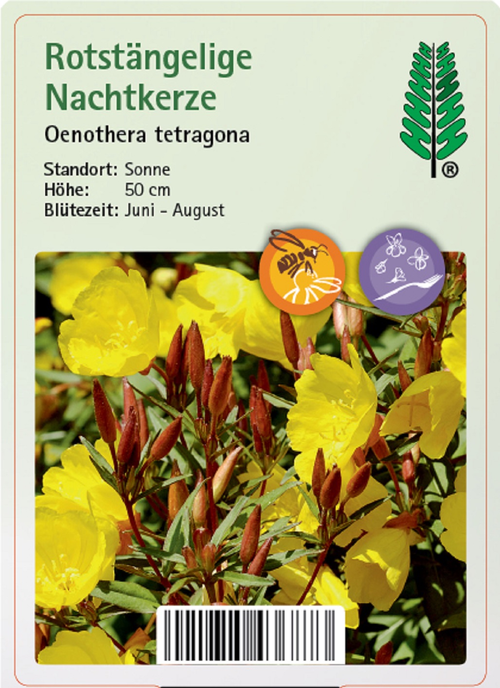 Rotstängelige Nachtkerze - Oenothera tetragona, 11cm Topf