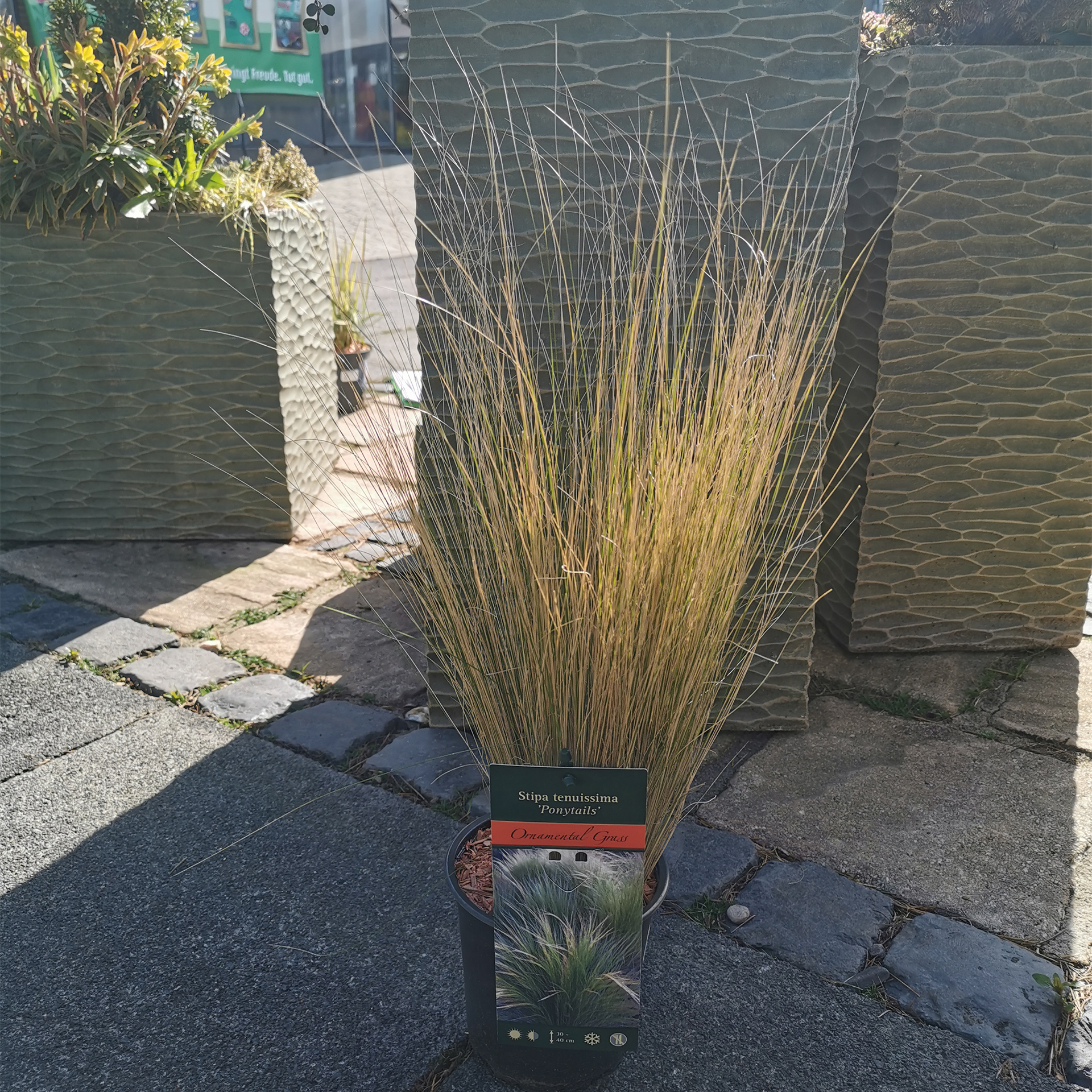 Federgras - Stipa tenuissima, 13cm Topf