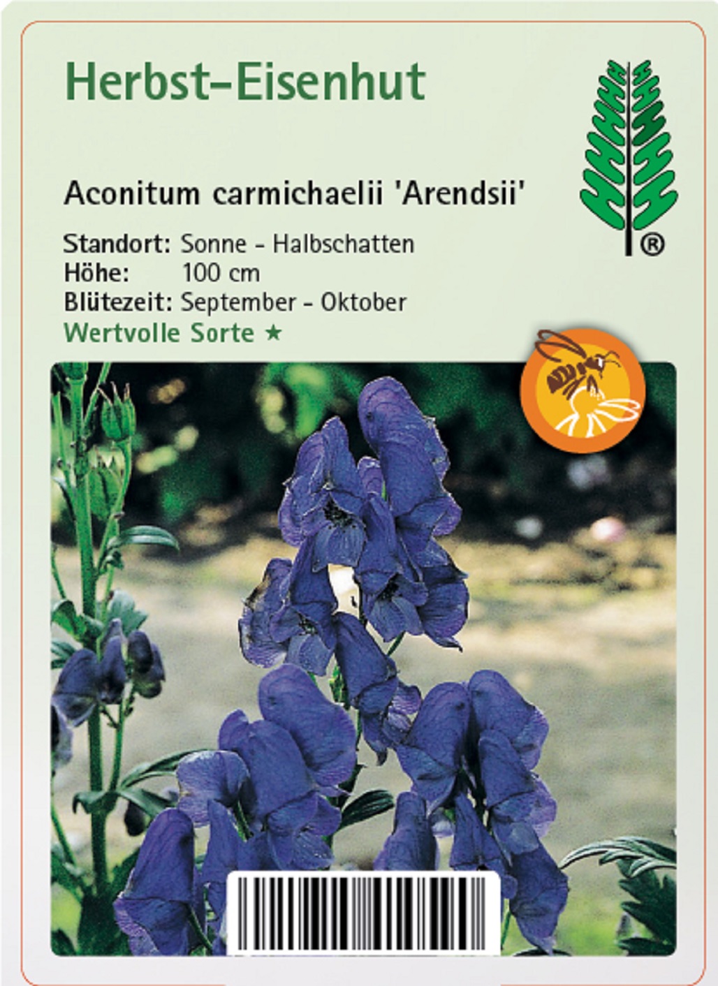 Herbst-Eisenhut - Aconitum carmichaelii 'Arendsii', 11cm Topf