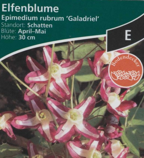 Elfenblume - Epimedium rubrum "Galadriel"