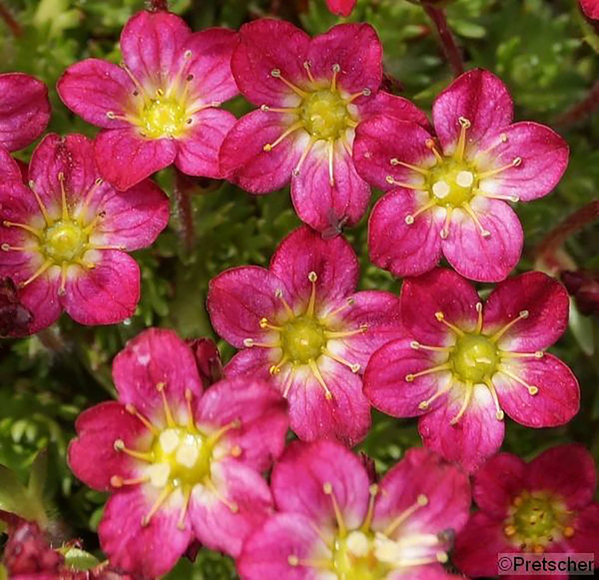 Moossteinbrech - Saxifraga x arendsii 'Pixie Pan Red' rot, 9cm Topf