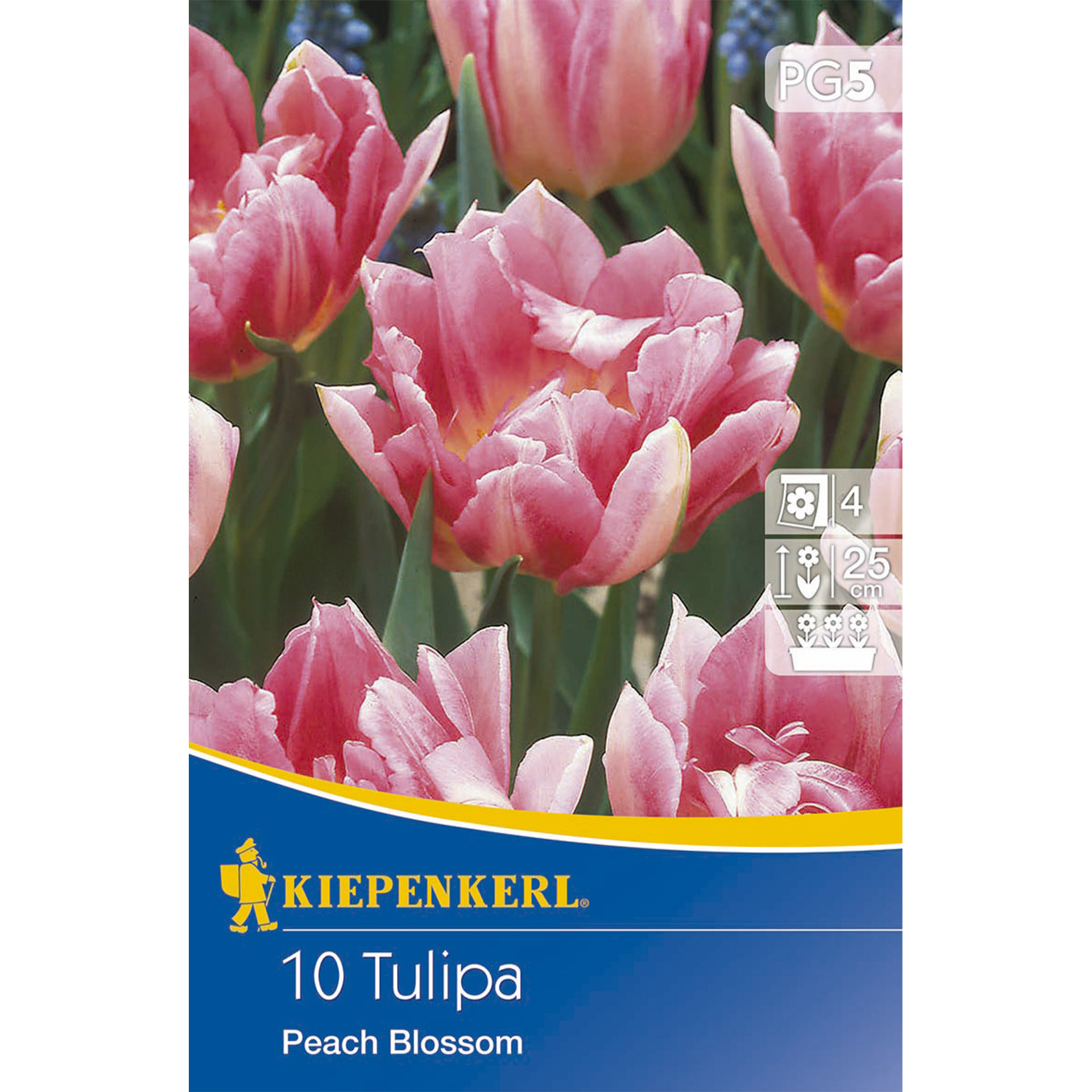 gefüllte Tulpen mit rosafarbenen Blüten