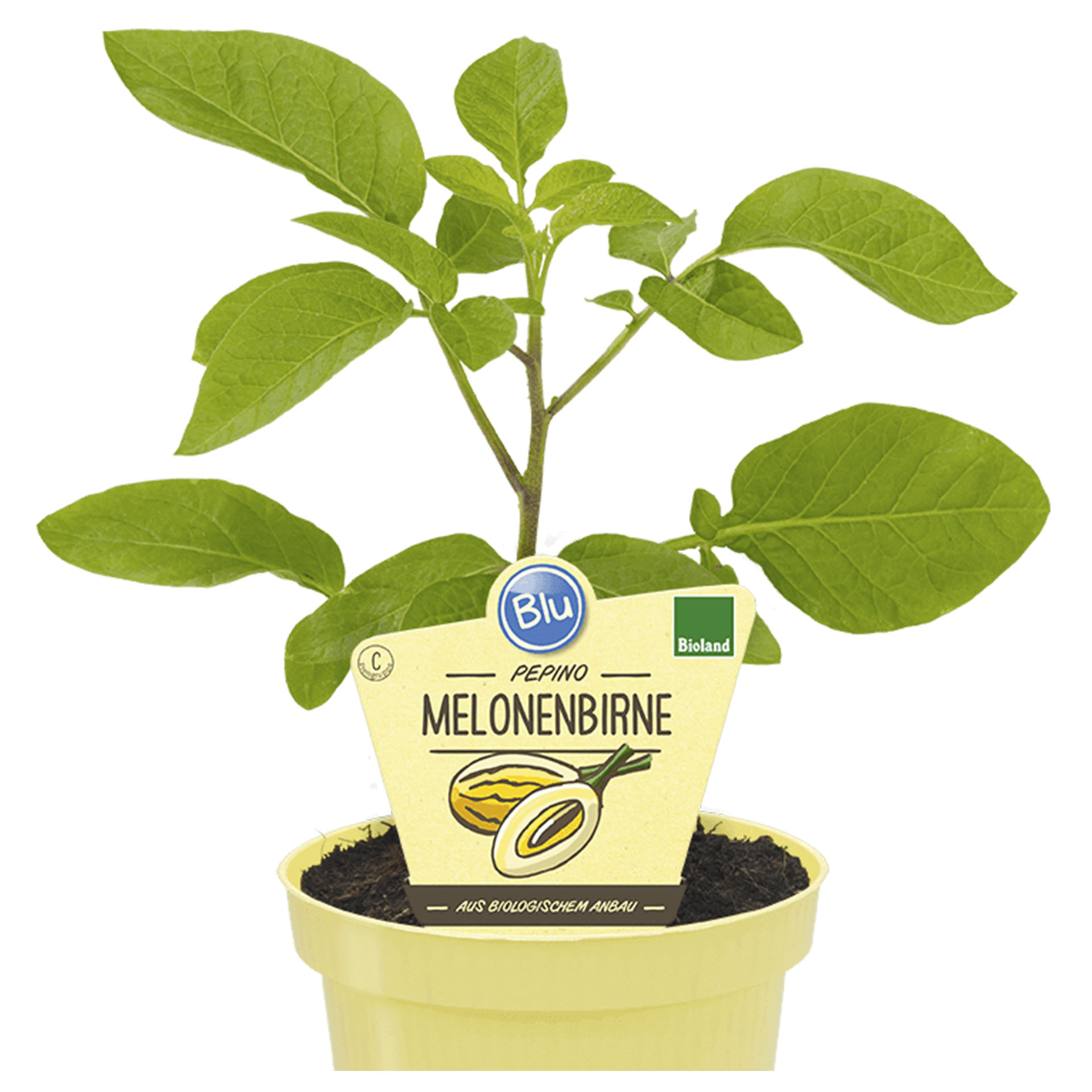 Melonenbirne Pepino im Pflanztopf mit Pflanzenstecker
