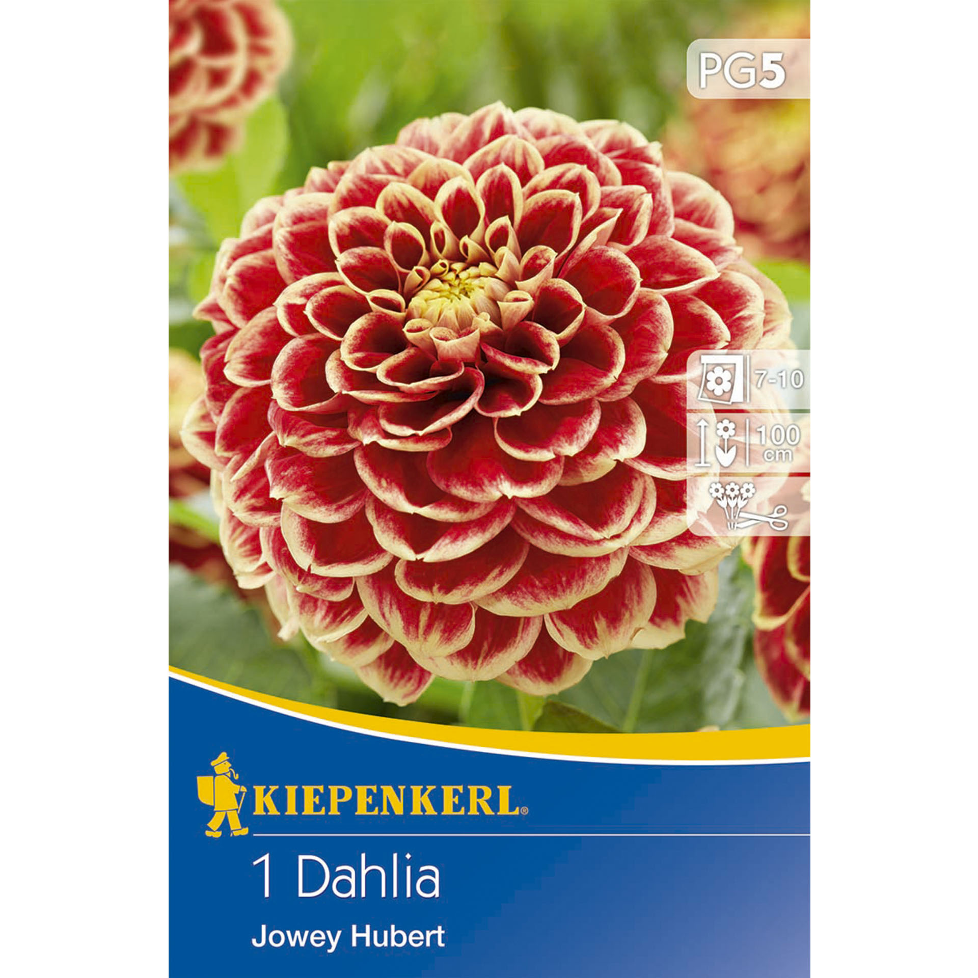 Verpackung mit Foto von Dahlie Jowey Hubert