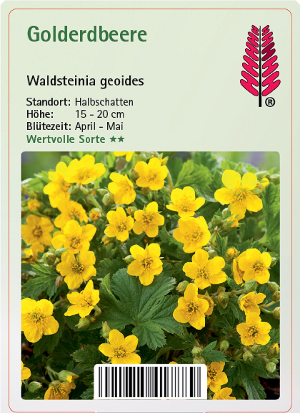 Golderdbeere - Waldsteinia geoides, 9cm Topf