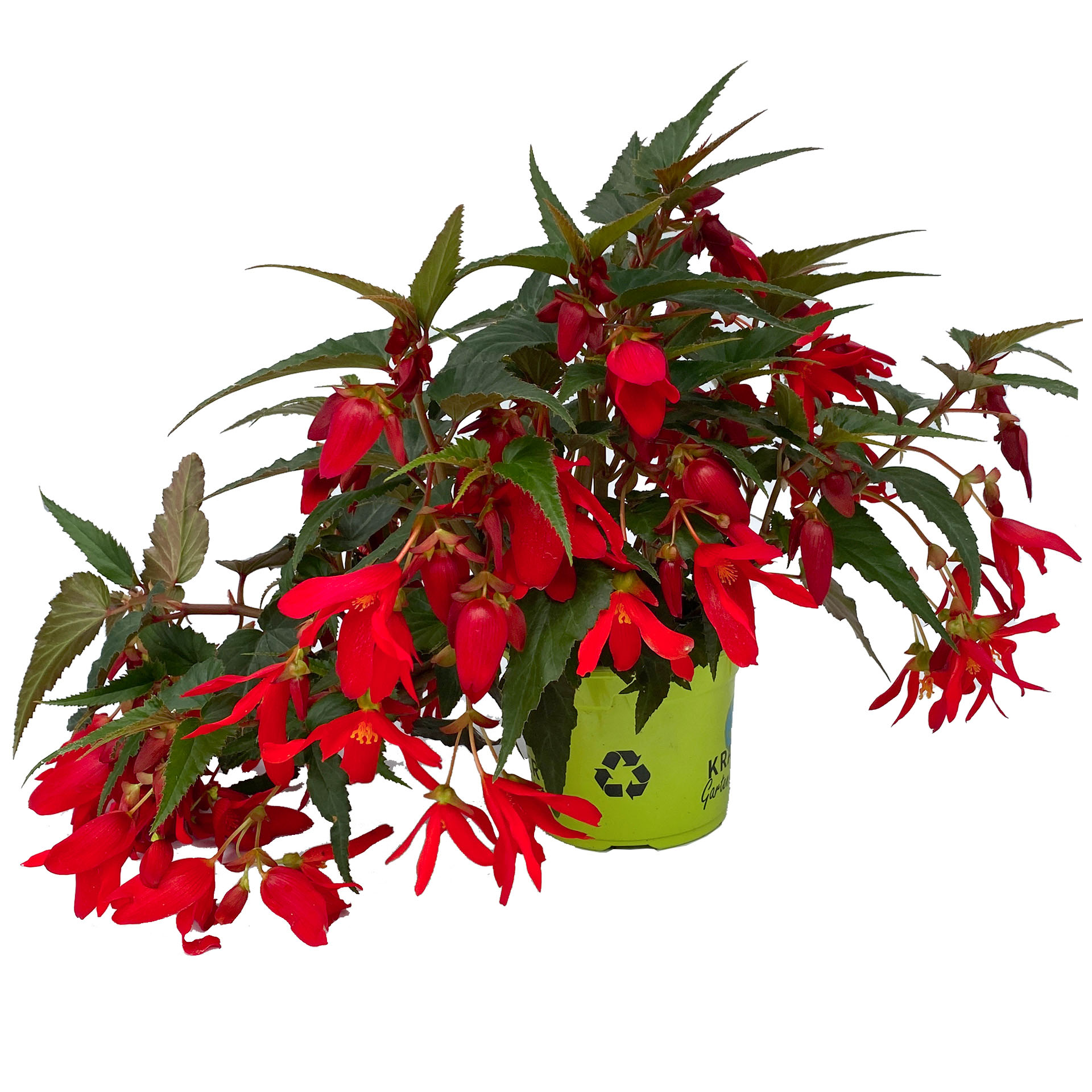 Hängebegonie - Begonia 'Summerwings Deep Red', 12cm Topf