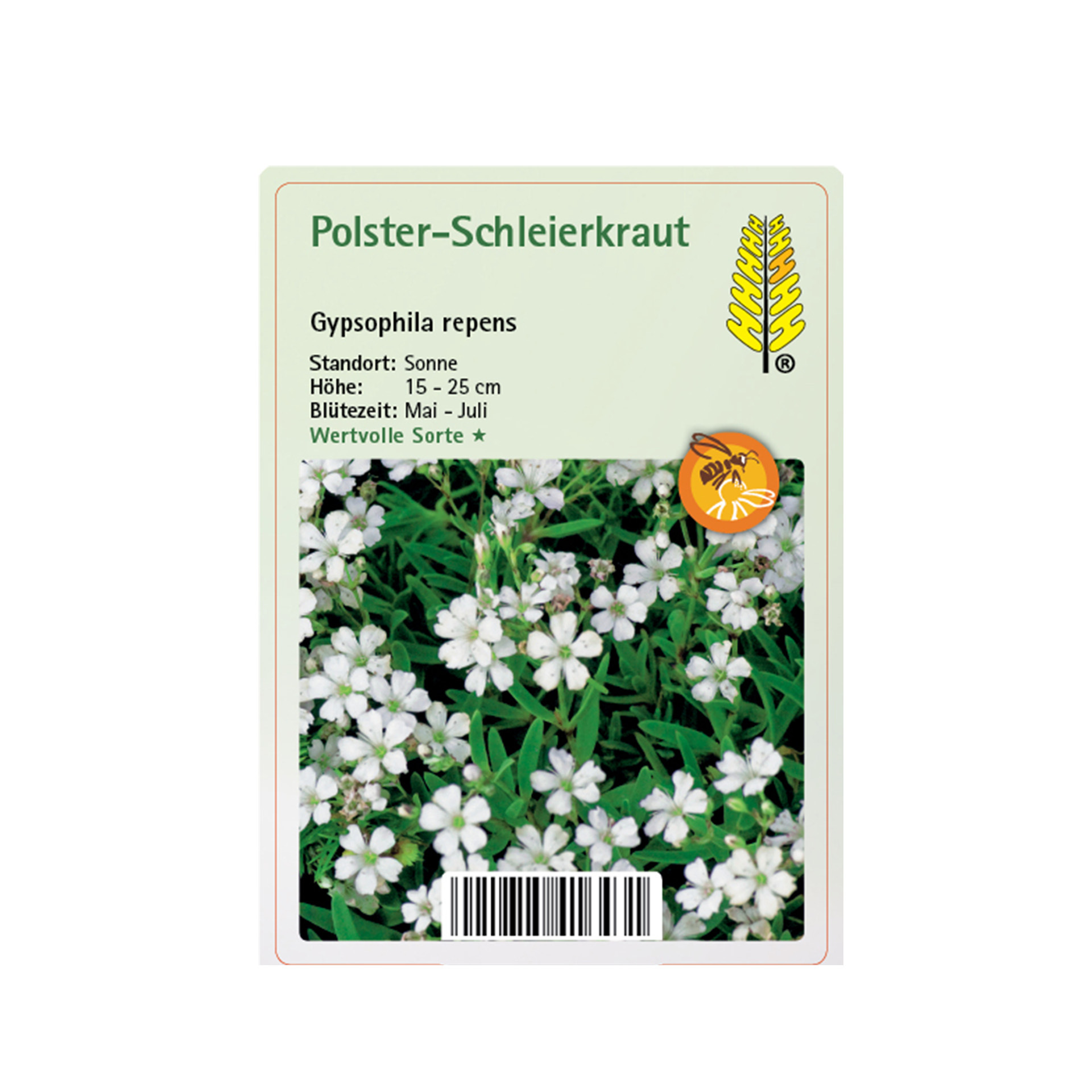 Polster-Schleierkraut - Gypsophila repens, 9cm Topf
