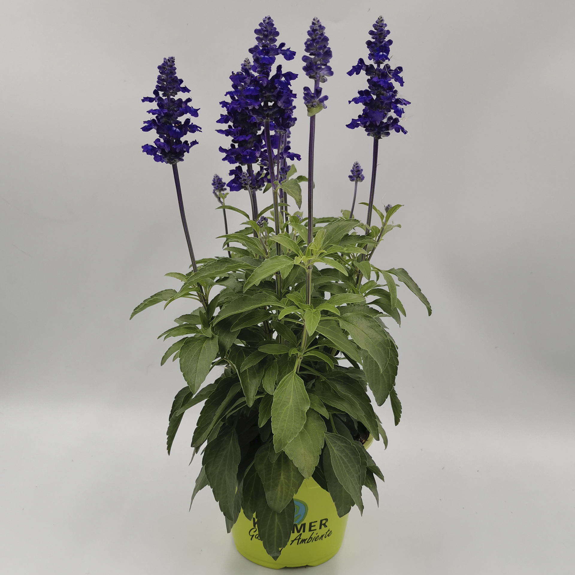  Mehliger Salbei - Salvia farinacea 'Farina® Blue', 13cm Topf