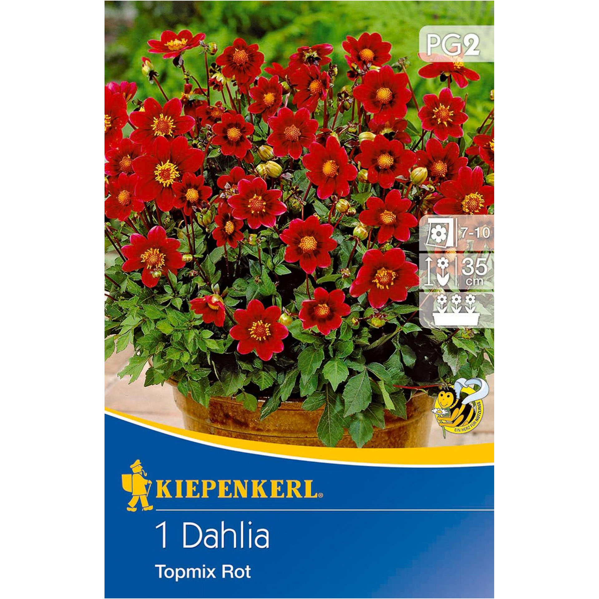 Blumenzwiebeln Baby-Dahlie Dahlienmischung Dahlia Kübelpflanze Beeteinfassung