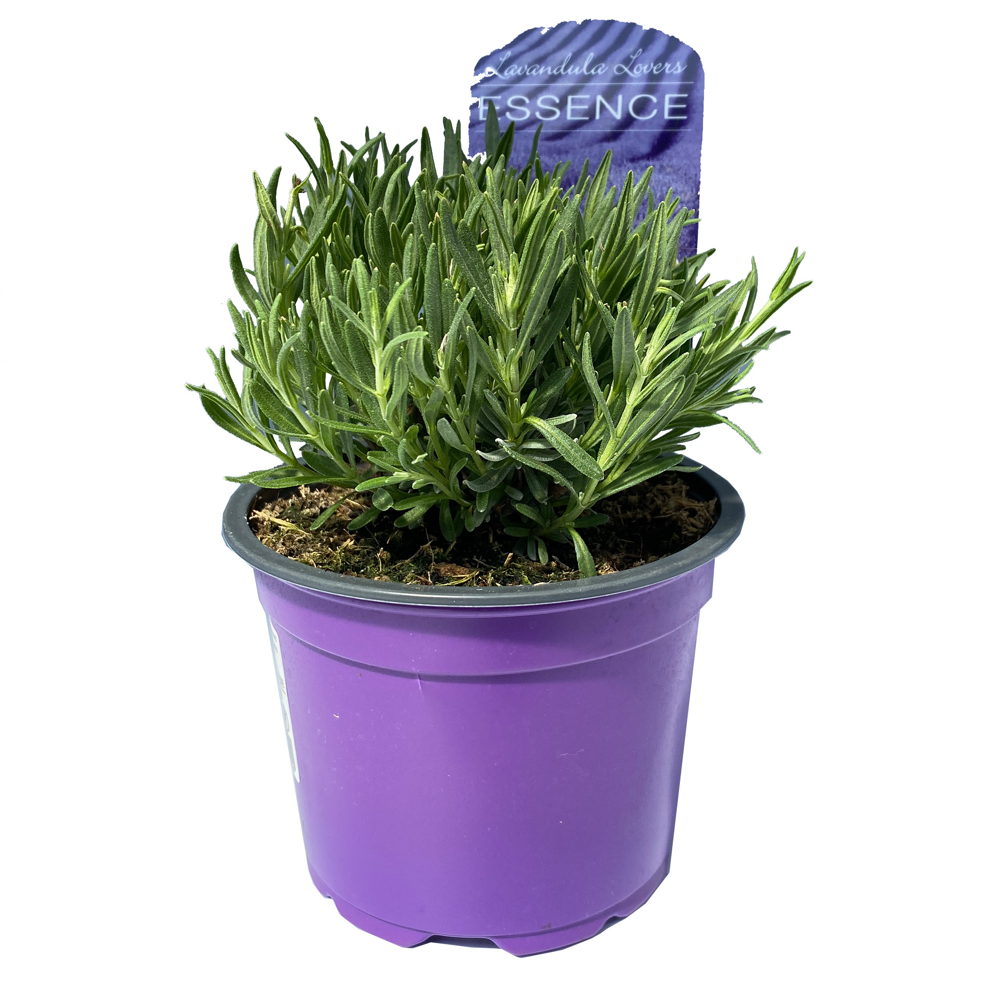 Lavendel