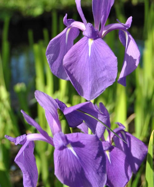 Iris laevigiata Japanische Wasserschwertlilie