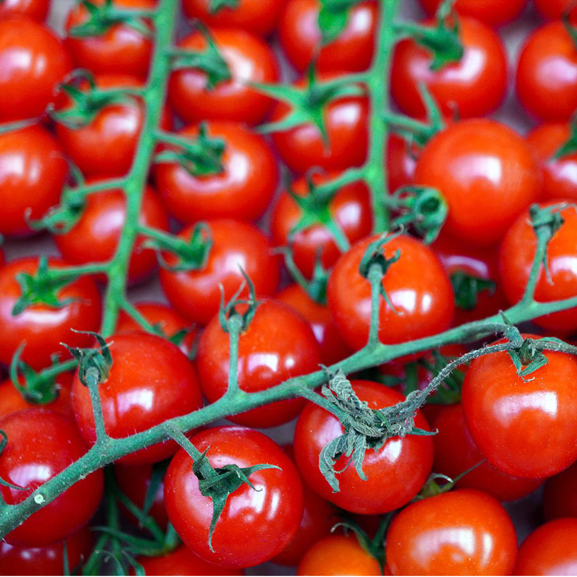 Cherrytomate 'Sweet Million', Tomatenpflanze 10,5cm Topf