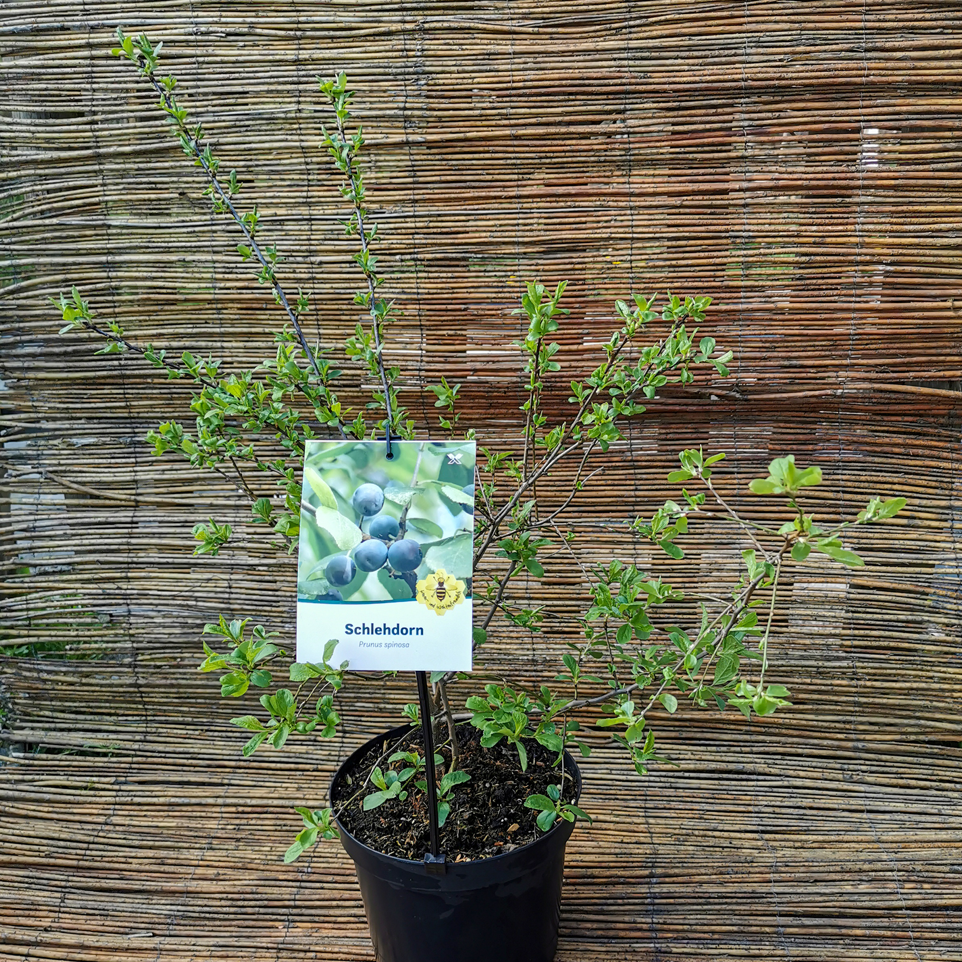 Schlehe / Schwarzdorn - Prunus spinosa, C3 40-60cm