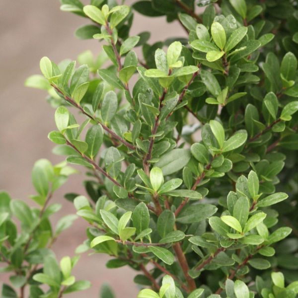 Ilex crenata 'dark green'