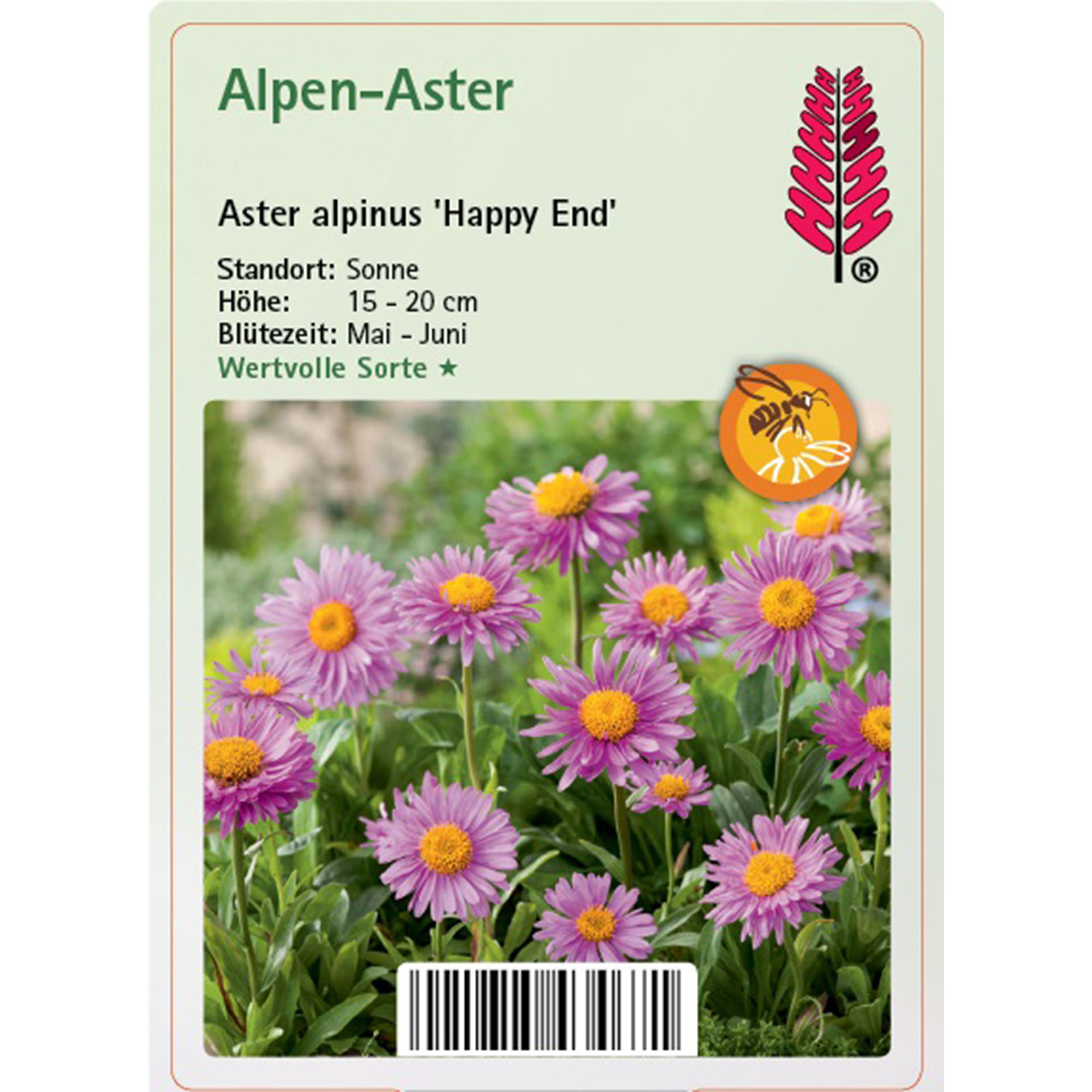 rosafarbene Blütenteppich der Alpen-Aster Happy End, Gänseblümchen, Blume, Pflanze, Blütenblatt, Kräuterig