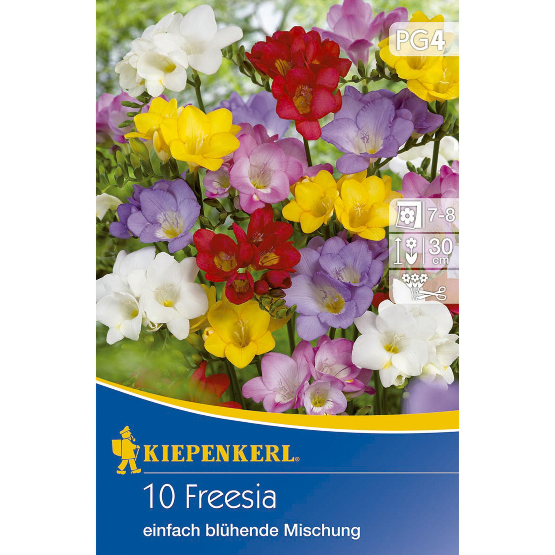Freesien einfach