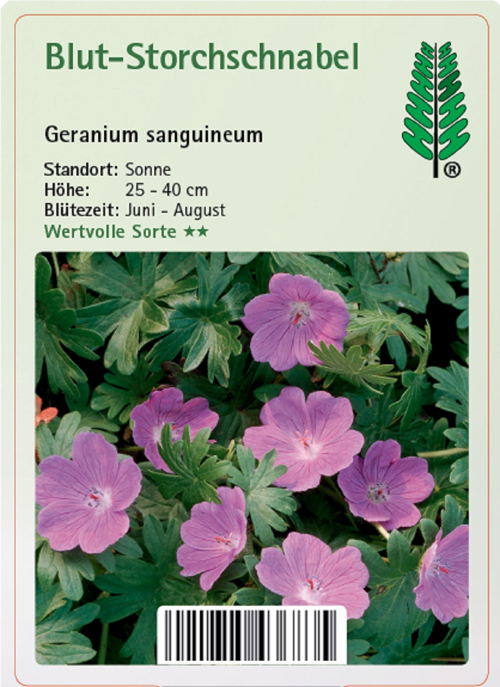 Blutroter Storchschnabel - Geranium sanguineum, 11cm Topf