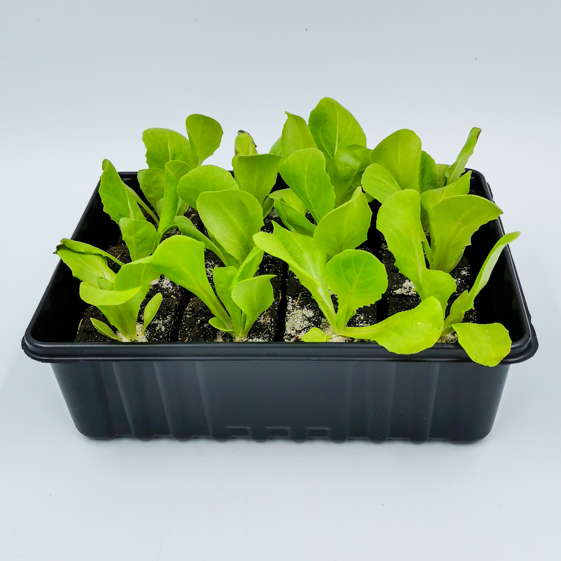 Kopfsalat grün - Salatpflanzen Schale 12er