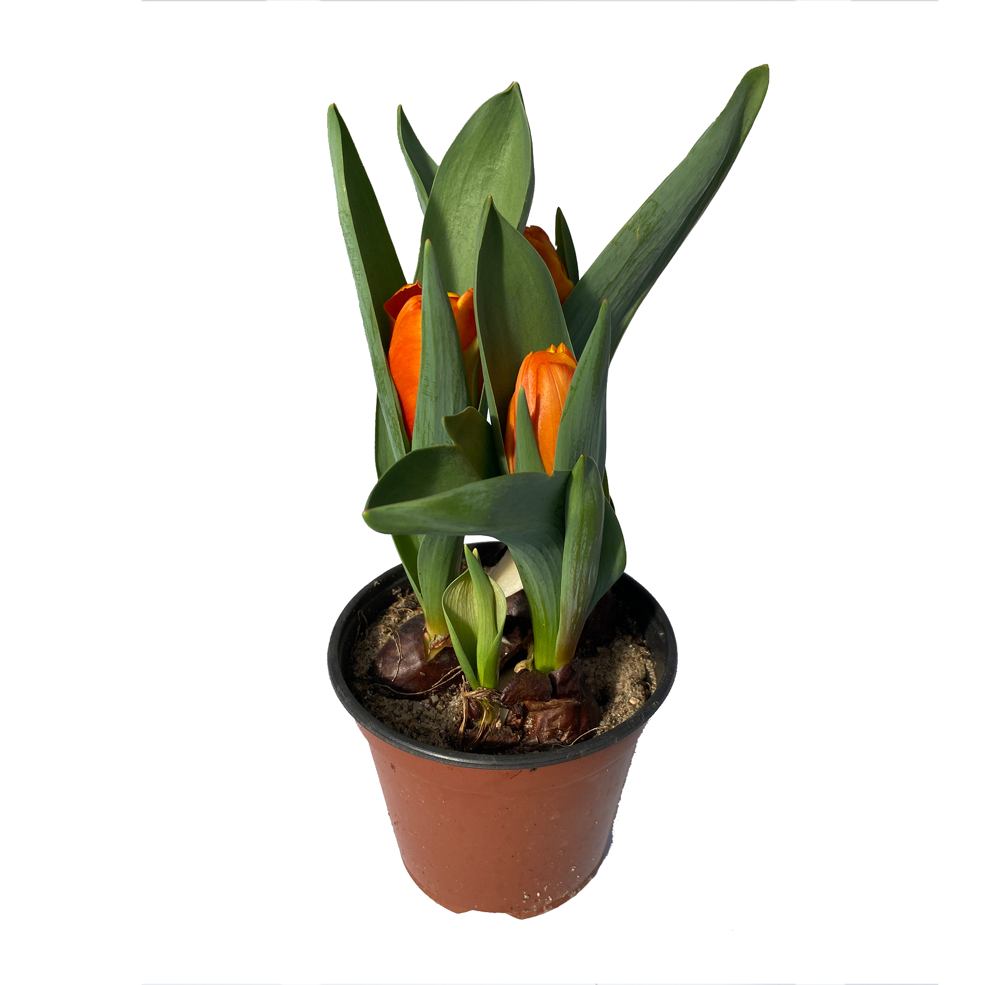 Triumphtulpe Tom Pouce - Tulipa - Hybriden orange, 11cm Topf