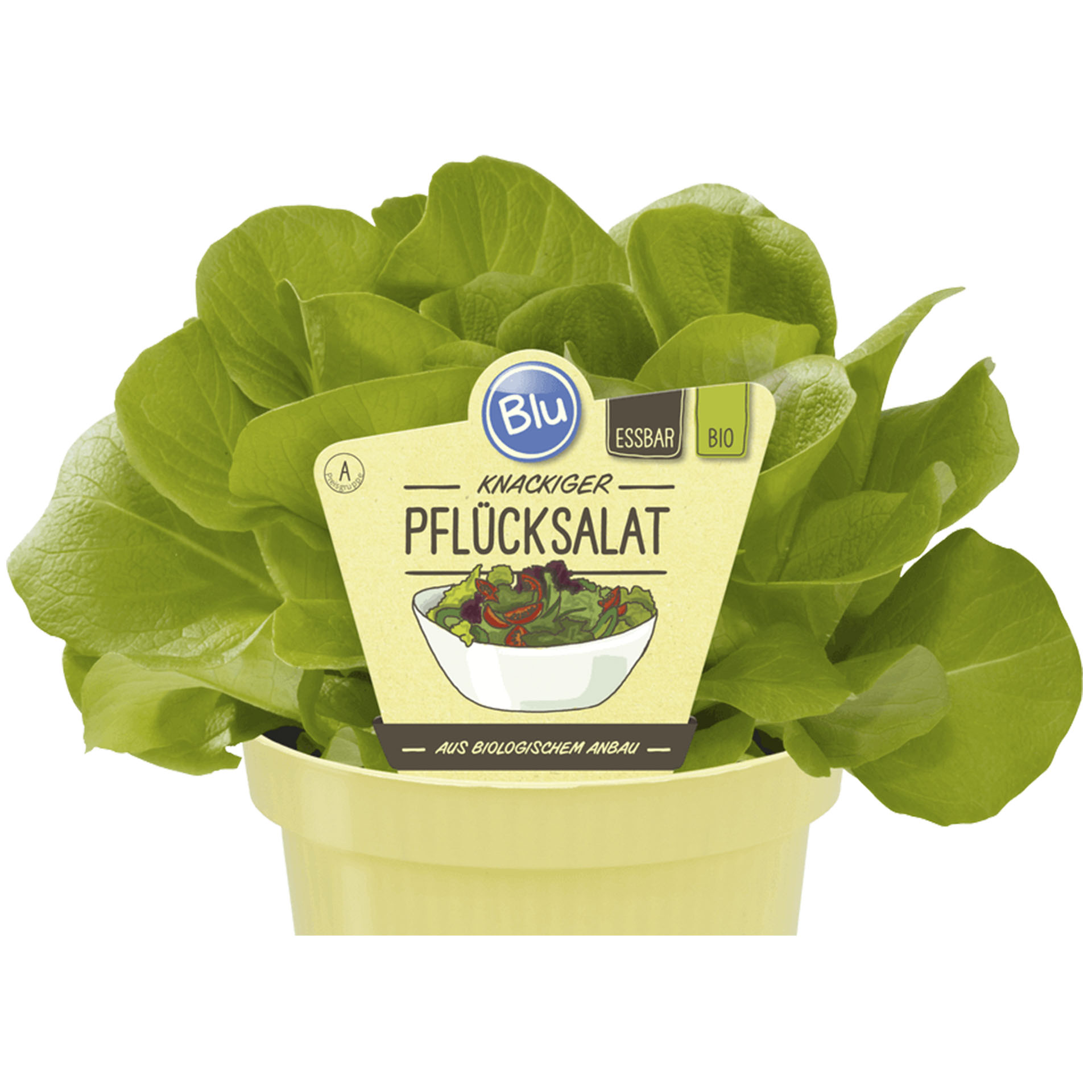 BIO  Pflücksalat - Lactuca sativa, 12cm Topf 