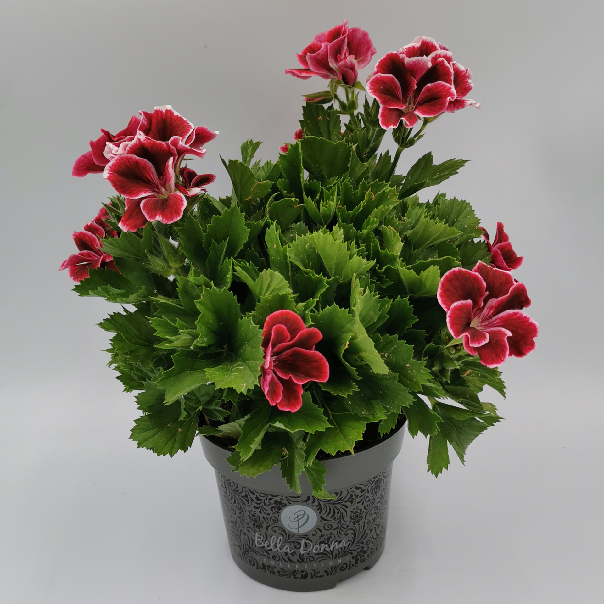 Edelgeranie - Pelargonium grandiflorum rot, 12cm Topf