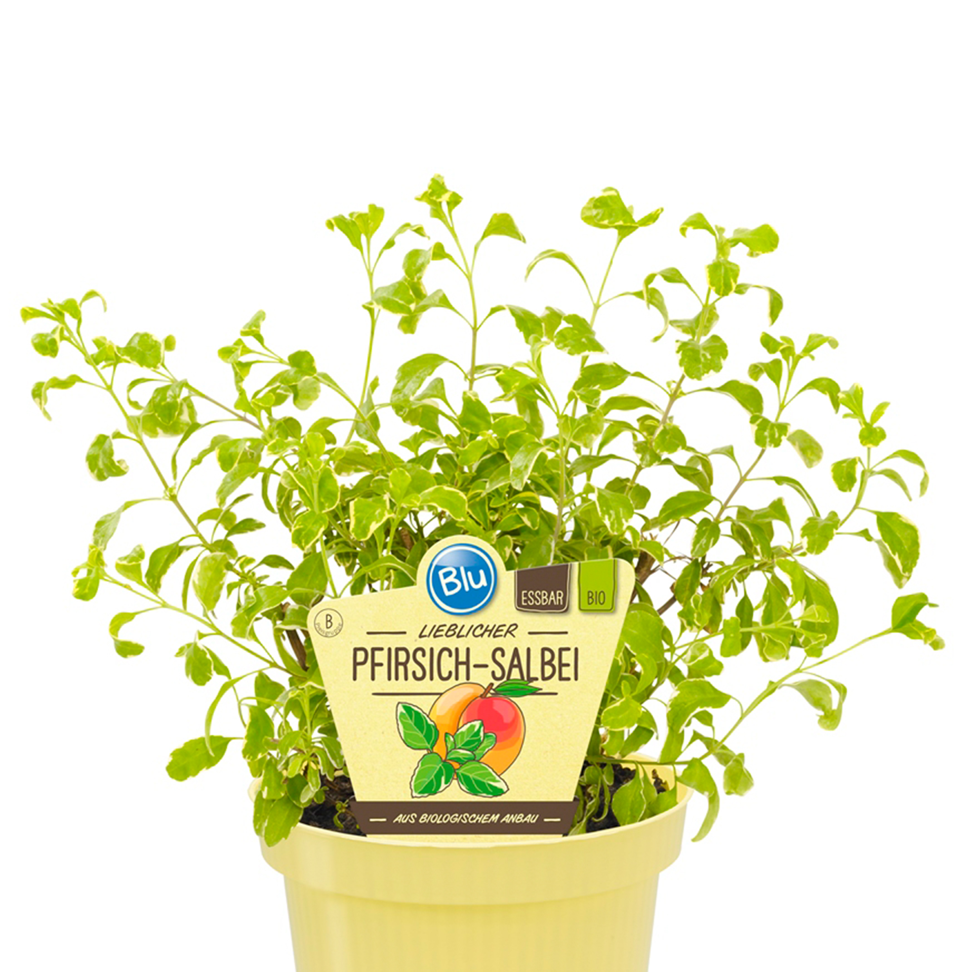 BIO Pfirsisch-Salbei - Salvia greggii variegata, 12cm Topf