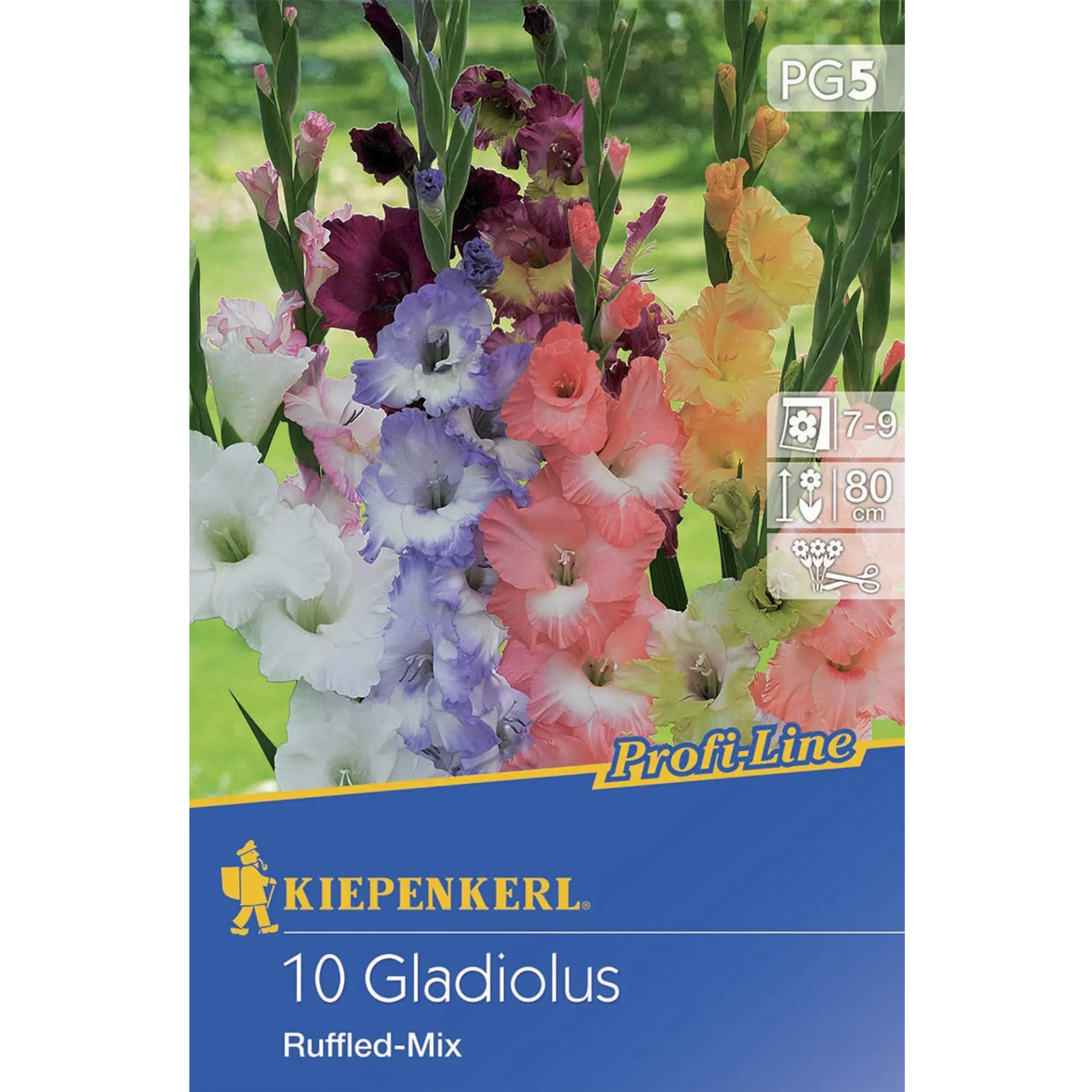 Verpackung mit farbenprächtigen Gladiolen
