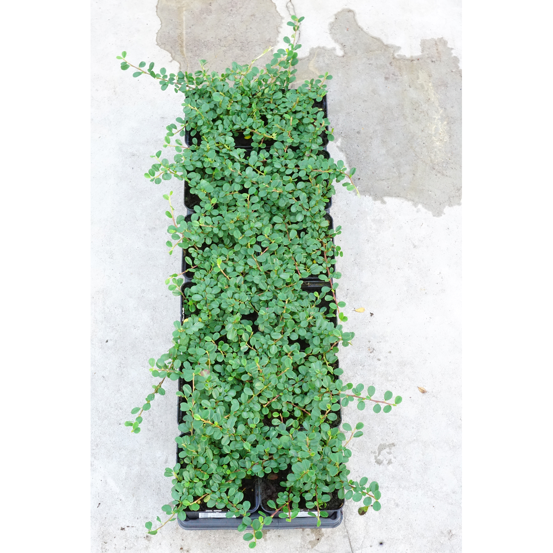 Bodendecker Zwergmispel Cotoneaster Grabbepflanzung pflegeleicht