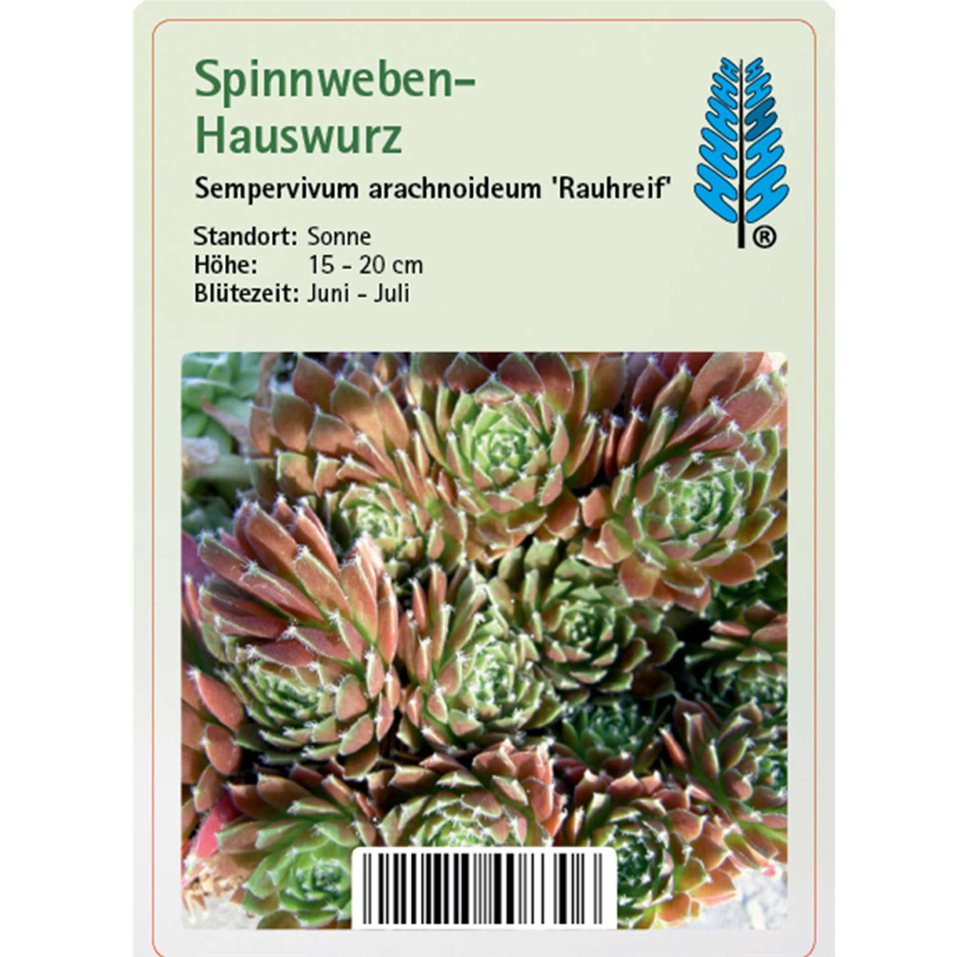 Spinnweben-Hauswurz - Sempervivum arachnoideum 'Rauhreif', 9cm Topf