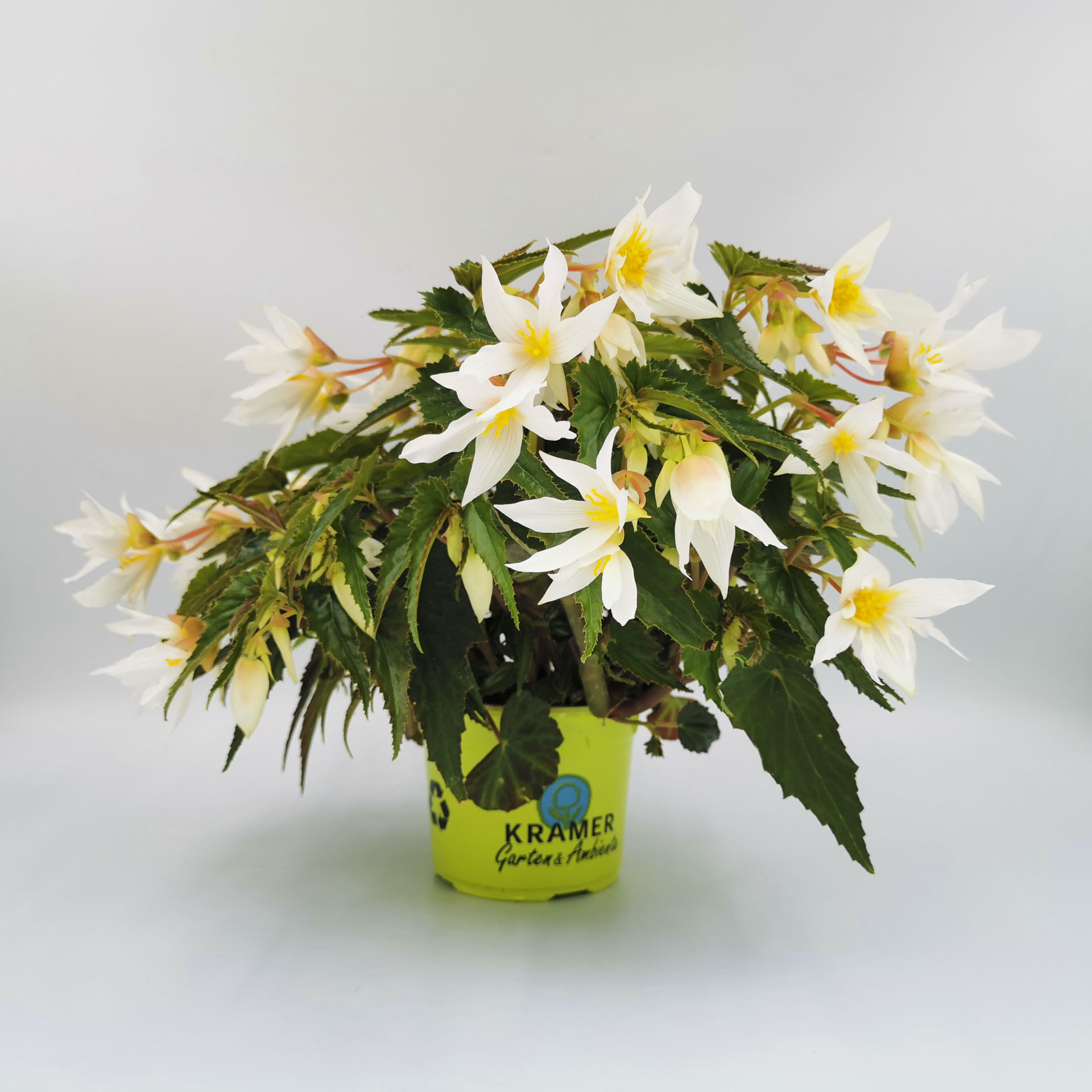 weiß blühende Hängebegonie  White Elegance im Pflanztopf