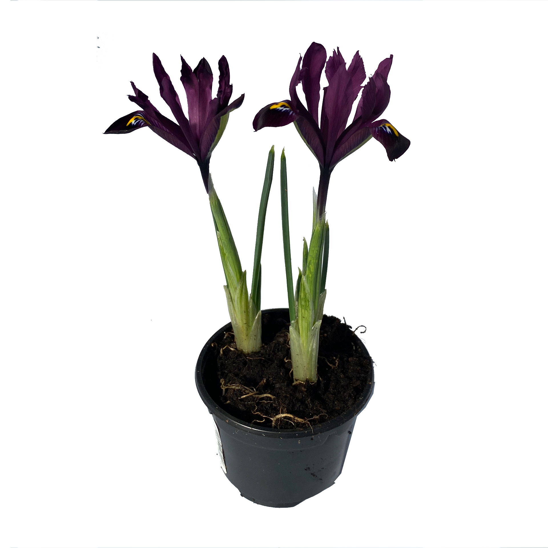 Iris Reticulata - Iridodyctium reticulata, lila, 9cm Topf