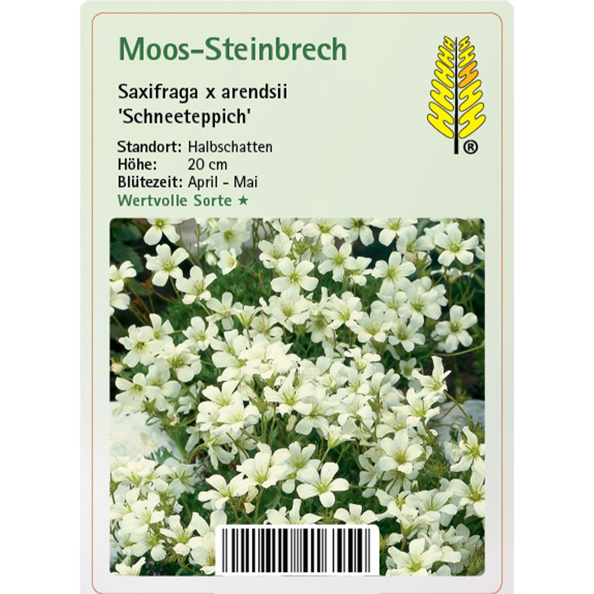 Moos-Steinbrech - Saxifraga x arendsii 'Schneeteppich'