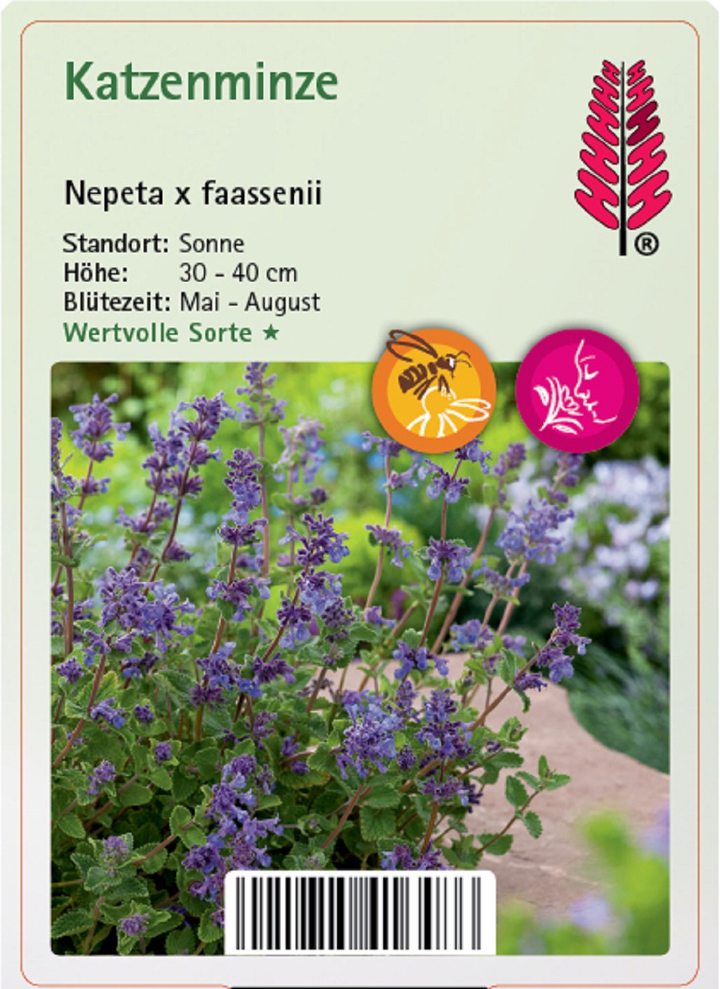 Katzenminze - Nepeta x faassenii , 9cm Topf