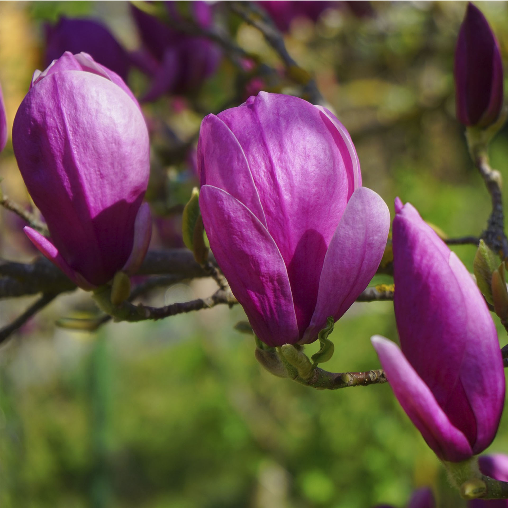 purpurfarbene Blüten an Zweig der Magnolie Susan