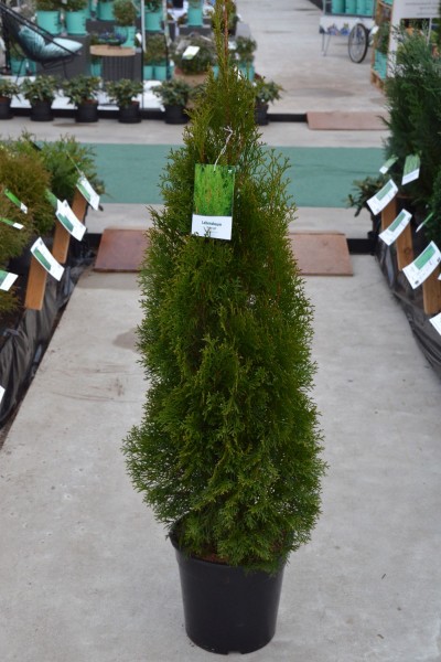 Thuja Lebensbaum Smaragd immergrüne Heckenpflanze guter Sichtschutz