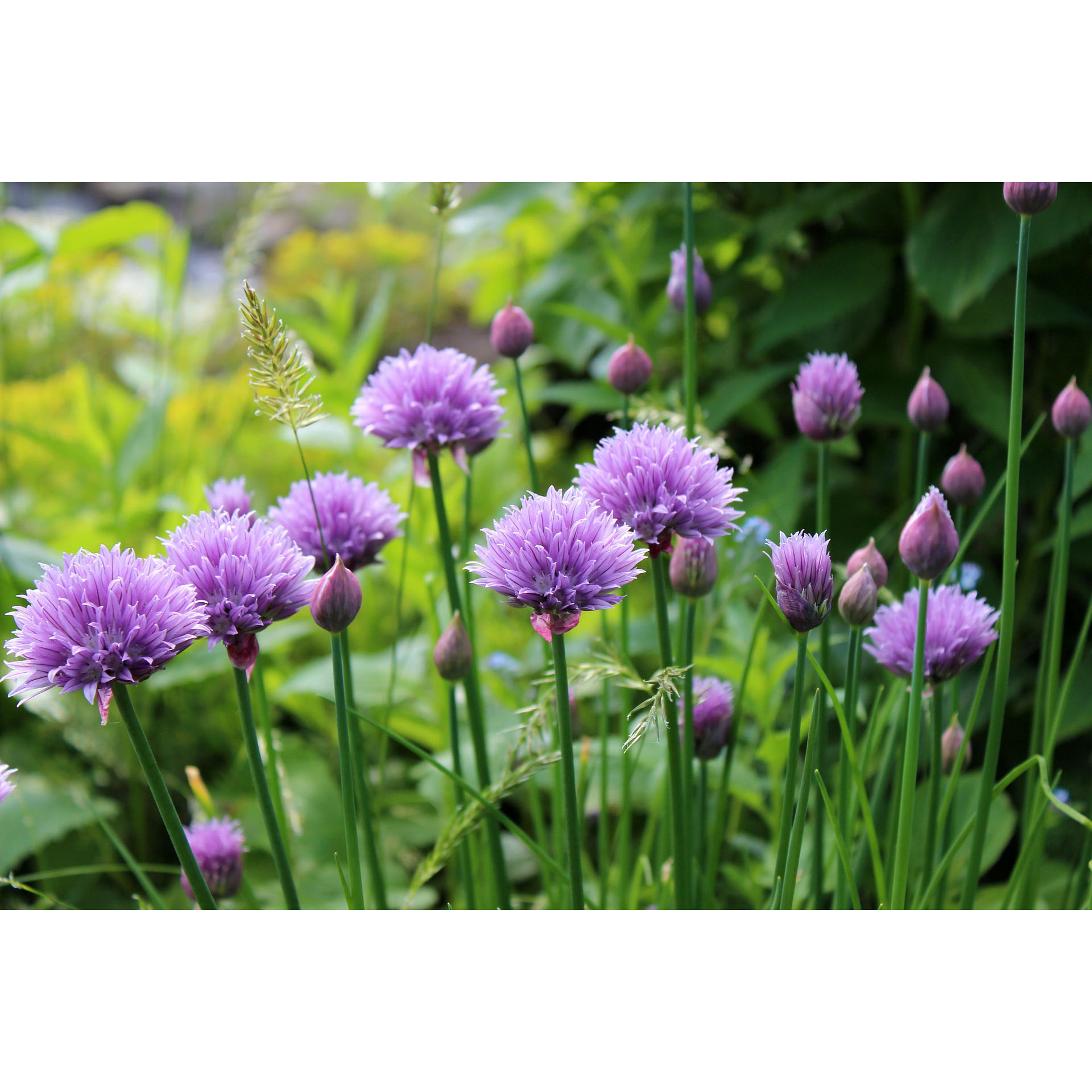 Schnittlauch - Allium schoenoprasum, 12cm Topf